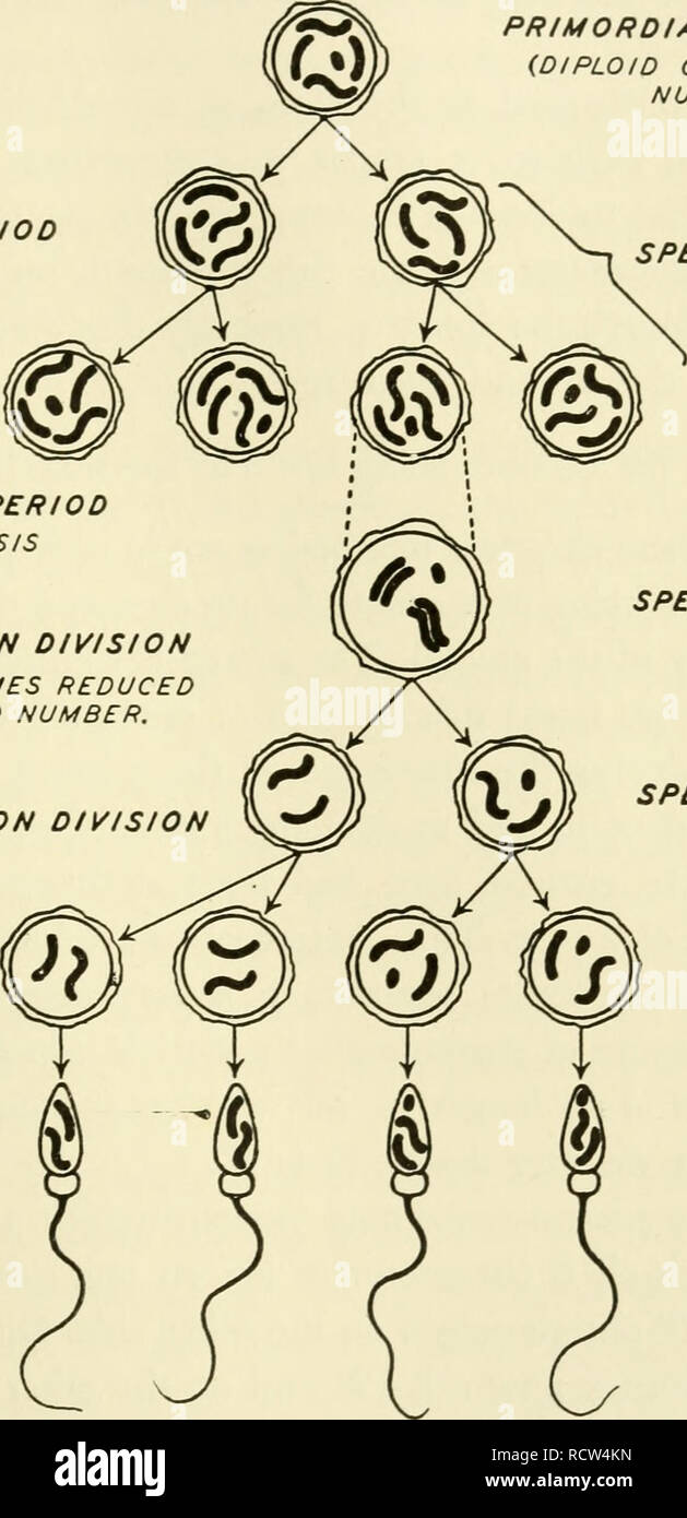 . Elementi di biologia, con particolare riferimento al loro ruolo nella vita degli animali. Biologia; Zoologia. Ereditarietà 313 spermatozoi una genesi periodo di divisione di periodo di crescita SYNAPSIS IsT DIVISIONE DI MATURAZIONE cromosomi ridotto al numero aploide. ^N DIVISIONE DI MATURAZIONE. Cellule germinali primordiali {diploide numero di cromosoma) Gli spermatogoni SPERMATOCYTE 1 SPERMATOCYTE H SPERMATIDI SPERMATOZOI UN TOZOA FiG, 201.-Schema della maturazione degli spermatozoi. Nota i due tipi di spermi, uno con e uno senza un cromosoma X. Uno di ciascun tipo viene introdotto nella Fig. 203. Per comodità il cromosoma Y viene omesso. Si prega di Foto Stock