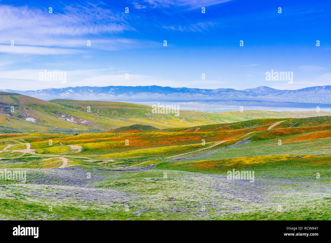 Fioritura di fiori di campo sulle colline in primavera, California Foto Stock