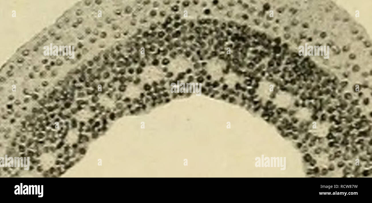 . Lo sviluppo del corpo umano : un manuale di embriologia umana. Embriologia; embrione, Non-Mammalian. A B Fig. 23.-due stadi in Gastrulation di Amphioxus.-{Morgan e Hazen.) luogo a strutture accessorie. In fasi successive di una differenziazione della cellula interna-massa si verifica, risultante prima di tutto nella formazione di due strati o diploblastic e successivamente di una a tre strati o triploblastic stadio. Proprio come la segmentazione ha dimostrato di essere profondamente modificato dalla quantità di tuorlo presente nell'ovulo e dalla sua sec- ondary riduzione, quindi anche la formazione di tre strati di primitiva. P Foto Stock