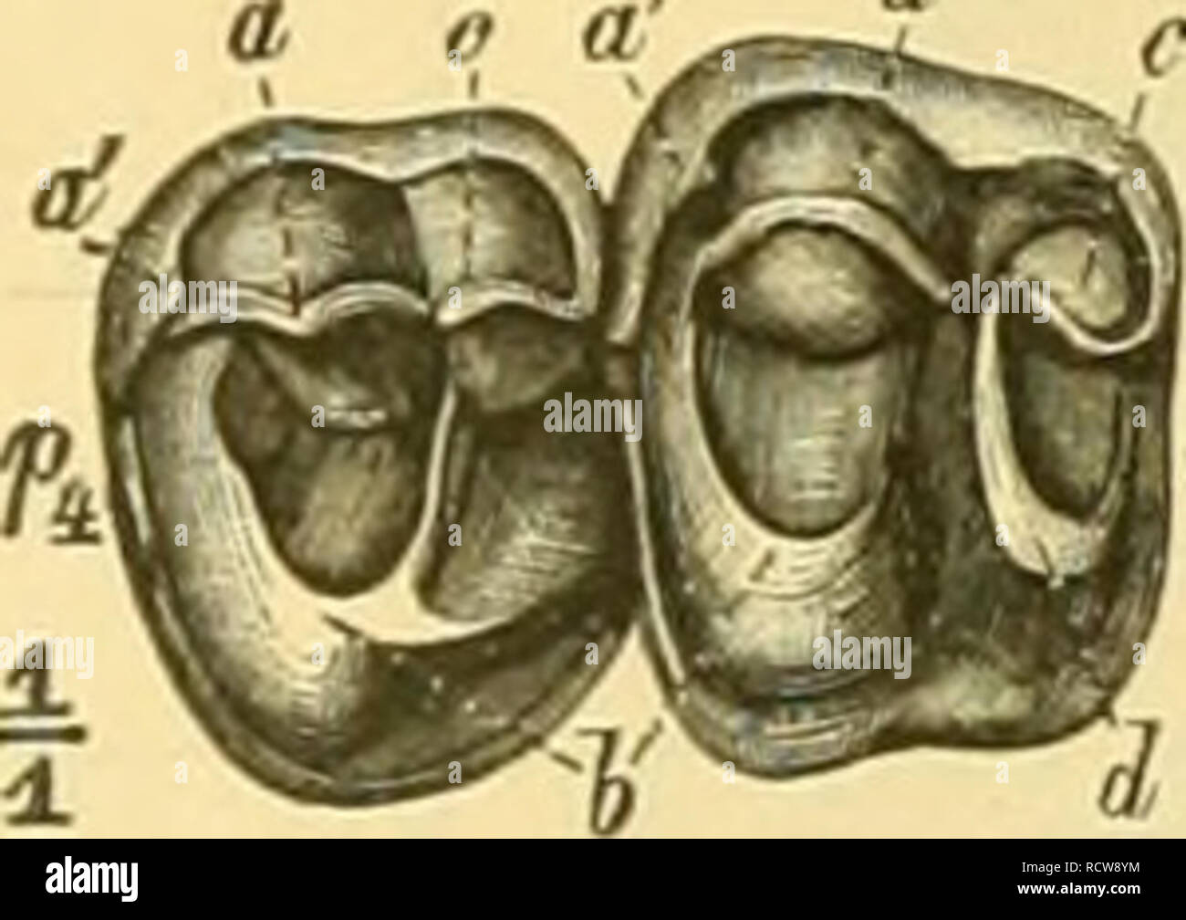 . Elemente der paläontologie bearbeitet. Paleontologia. Fig. 949. Lophiodon isselensis Cur. Eocäa von Issel. Obere BackzaLnreihe. B Lophiodon issdensis tagliare. var. tapirotherinm Filh. Untere Bacbzahnreihe. {'/S). oberen M zeigt nie eine mittlere Kante. Die Zahnkrone ist immer sehr niedrig. Stets sind noch 4, Ho Zehen vorhanden. Die Familie findet sich inNordamerika von der atchperiode era un, wo sie durch verschiedene Gattungen vertreten ist: auch im euro- paischen Eocän sind mehrere Gat- tungen vorhanden. In Nordamerika ver- schwindet die Familie im Pleistocan. in Europa im Pliociin, lebend finde Foto Stock