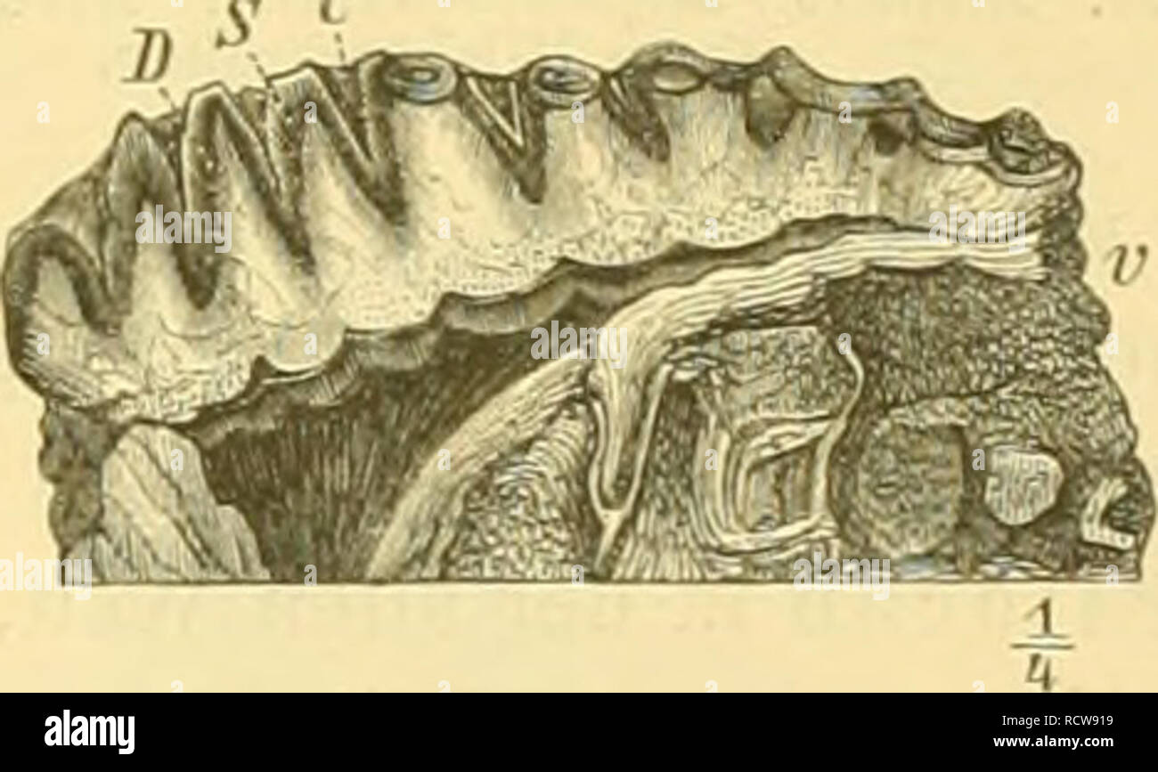 . Elemente der paläontologie bearbeitet. Paleontologia. Die Zahnkrone wird immer höher', die Wurzeln schliessen sich immer später; die Thäler zwischen den Leisten werden immer tiefer und füllen sich erst in der Tiefe, dann ganz mit cemento (aus Säulenzähne mit ebener Kaulläche), wobei der Schmelz immer dünner wird, bis zuletzt (.Mammuth) der Backzahn aus zahlreichen sehr schmalen, mitdün-. nem Schmelz bekleideten dentina- plata oder-Lamellen besieht, wel- che durch dicke Cementschichten mit einander verklebt sind (Fig. 924.4-C).. Si prega di notare che queste immagini vengono estratte dalla pagina sottoposta a scansione ima Foto Stock