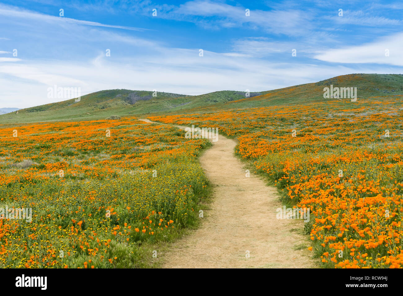 Sentiero sulle colline di Antelope Valley California Poppy riserva durante il tempo di fioritura Foto Stock