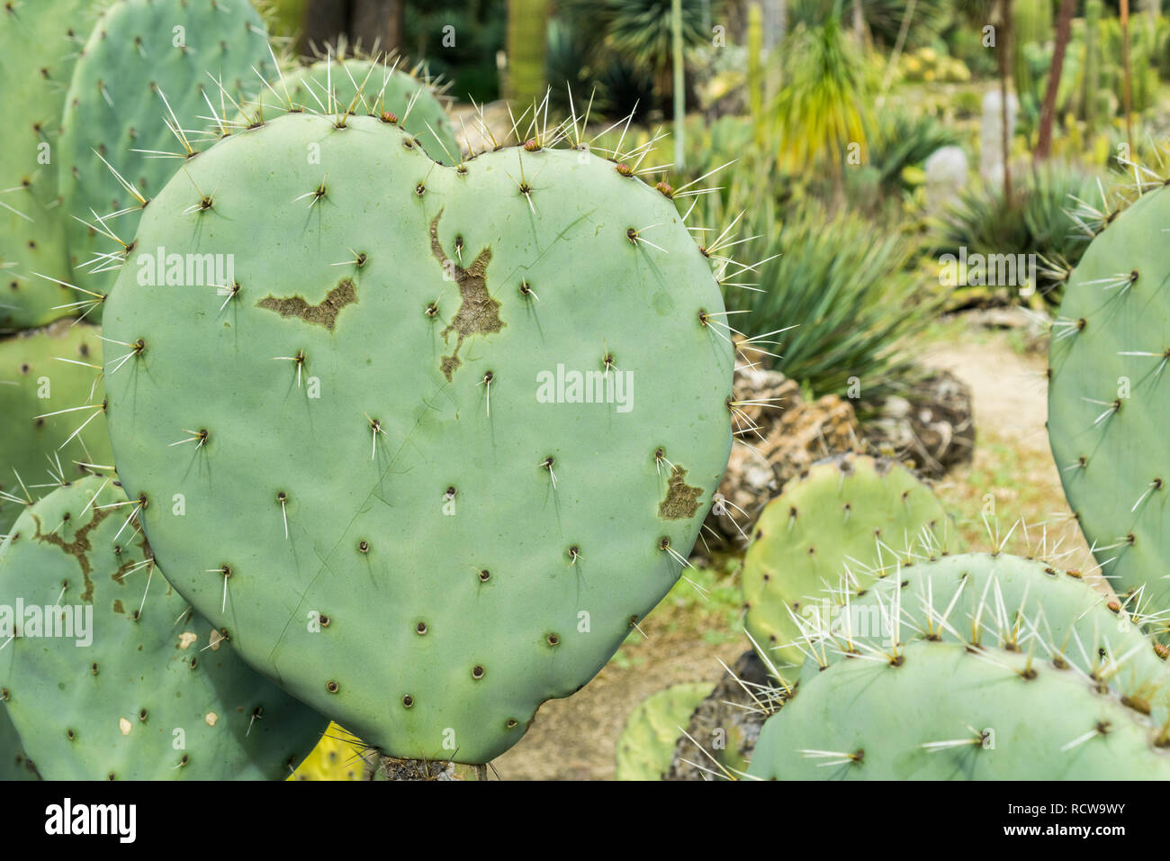 A forma di cuore ad ficodindia foglia di cactus Foto Stock