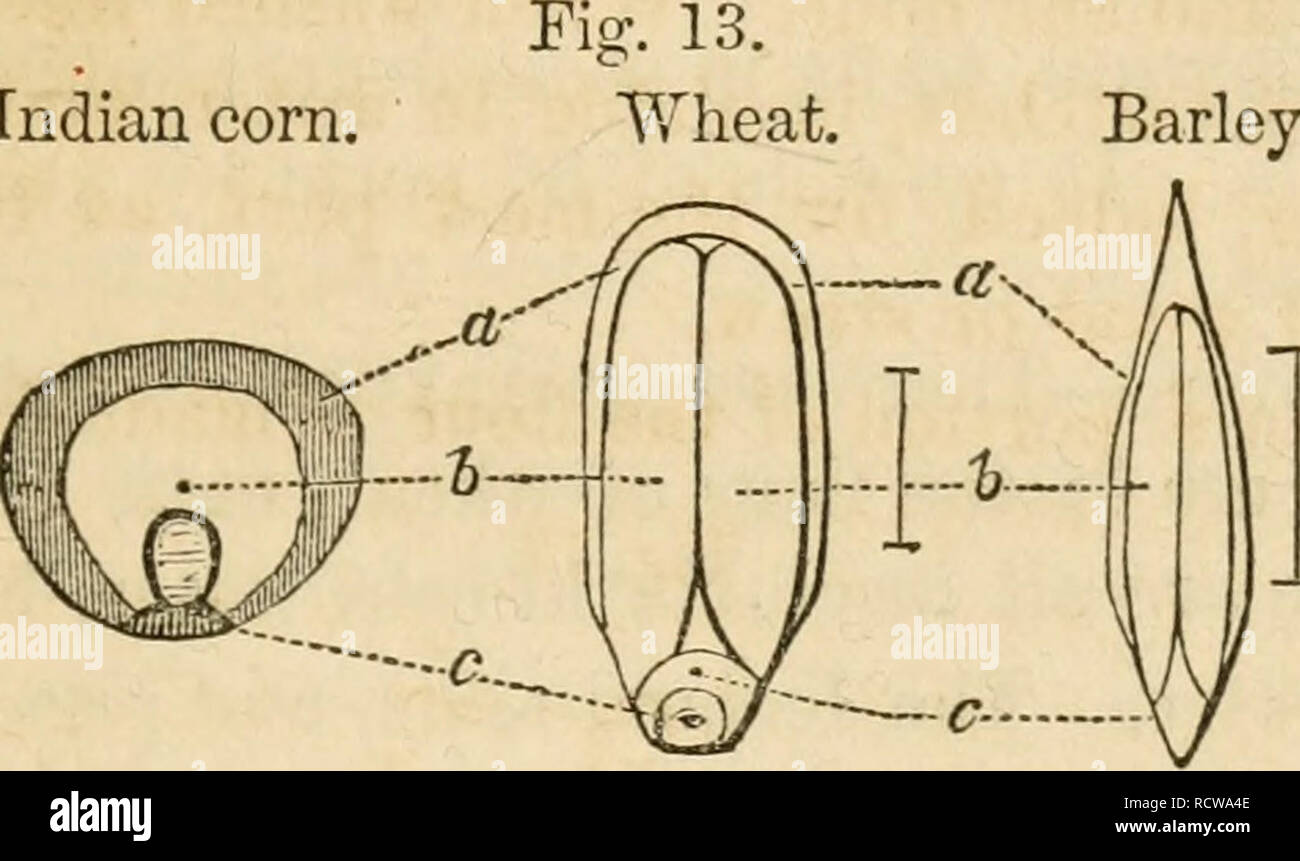 . Elementi di chimica agricola e la geologia. Chimica agraria. Il gruppo di amido. 41 tained separatamente consentendo la soluzione per far evaporare a secco- ness nell'aria. Così, dal seme o il grano abbiamo ottenuto quattro sostanze diverse-la parte legnosa che lo ricopre, amido, glutine, e grasso. La xilografia allegata mostra la posizione e la quantità relativa delle ultime tre sostanze nei semi di frumento, bar- Indian orzo.. ley e mais Indiano. Così, una mostra la posizione dell'olio nella parte esterna del seme. Essa esiste in minute gocce, racchiuse in sei facciate delle celle che consis Foto Stock