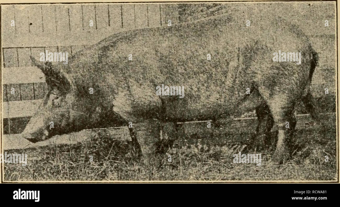 . Elementi di agricoltura, meridionale e occidentale. Agricoltura; l'agricoltura. 276 ELEMENTI DI AGRTCULTIRE Prova di alimentazione. Â Bollettino 104 del Wisconsin di- ment Station fornisce un più interessante conto di alimentazione di un gran numero di suini dalla nascita fino alla maturità. Alcuni di questi suini sono stati pura Texas razor-dorsi, alcuni Polonia-. Vale la pena di Tam Mk ^^^g^l^^ mii 1^^"se"i^'^ â â K p WSm 1 1 1 1 1 ^B^W â ^R J^. Diuoc .lersey Fig. i)0. Â razze di animali della specie suina Cliinas, e alcuni Berkshires; e altri sono stati incroci tra rasoio-l^ACK e razze pure. La genuina razor-spalle non rendono come buoni guadagni come il pur Foto Stock