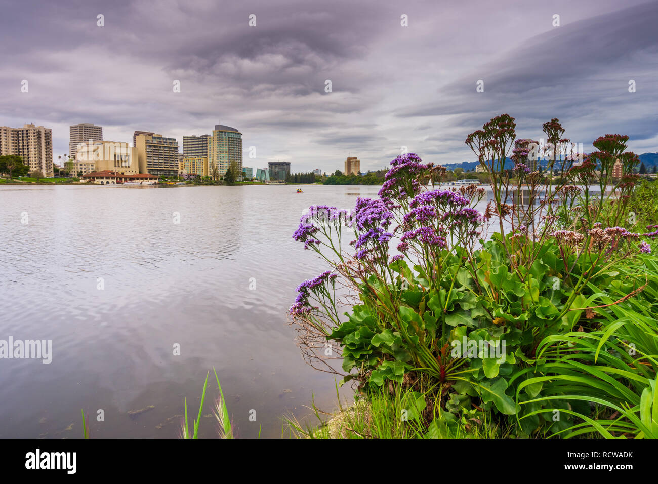 Fiori sulla riva del Lago Merritt, Oakland centro finanziario in background di Oakland, California Foto Stock