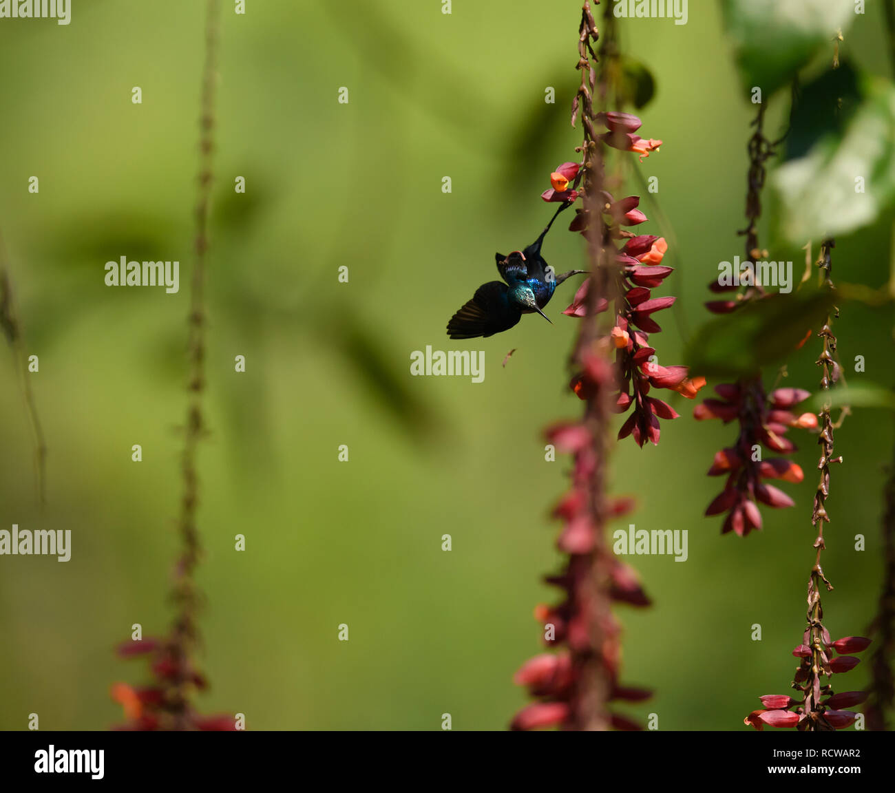 Viola sunbird / Scarlet-backed sunbird dal sud-est asiatico giardini e boschi raccogliendo il nettare da una scarpa per donne fiore Thunbergia mysorensis. Foto Stock