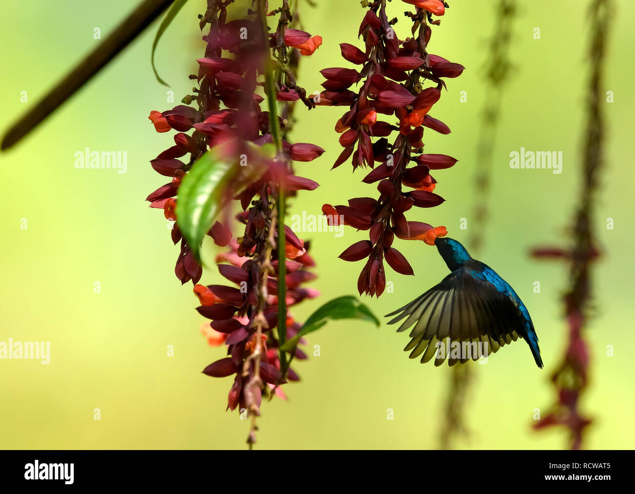 Viola sunbird / Scarlet-backed sunbird dal sud-est asiatico giardini e boschi raccogliendo il nettare da una scarpa per donne fiore Thunbergia mysorensis. Foto Stock