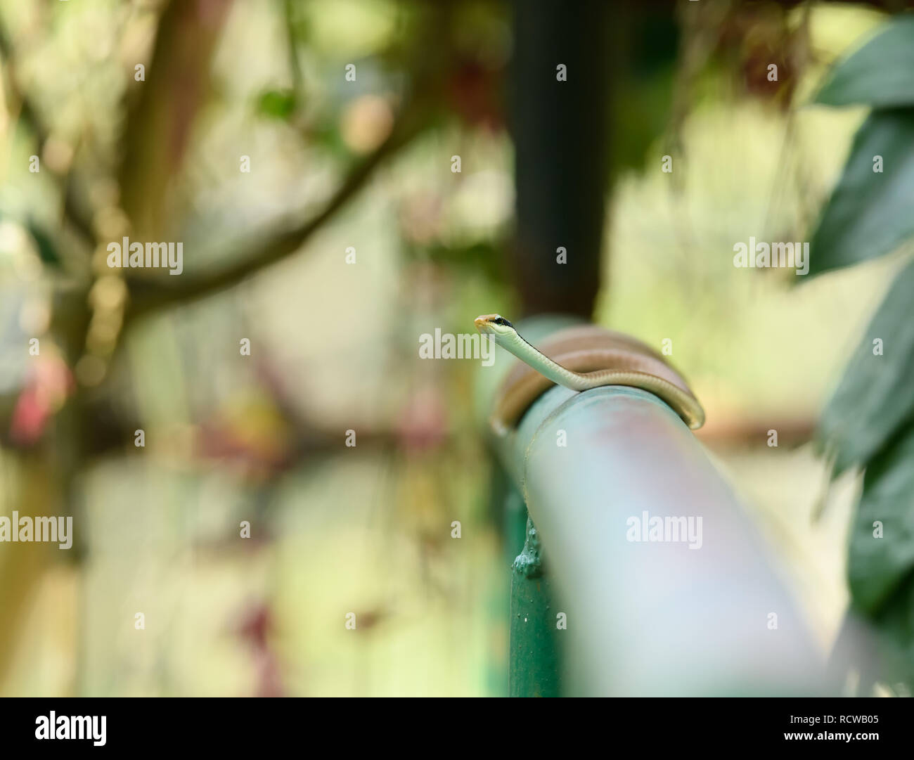 Bronzeback comune è la più diffusa delle specie Dendrelaphis dell India che è la sola specie del genere nella maggior parte delle parti del continente indiano. Foto Stock