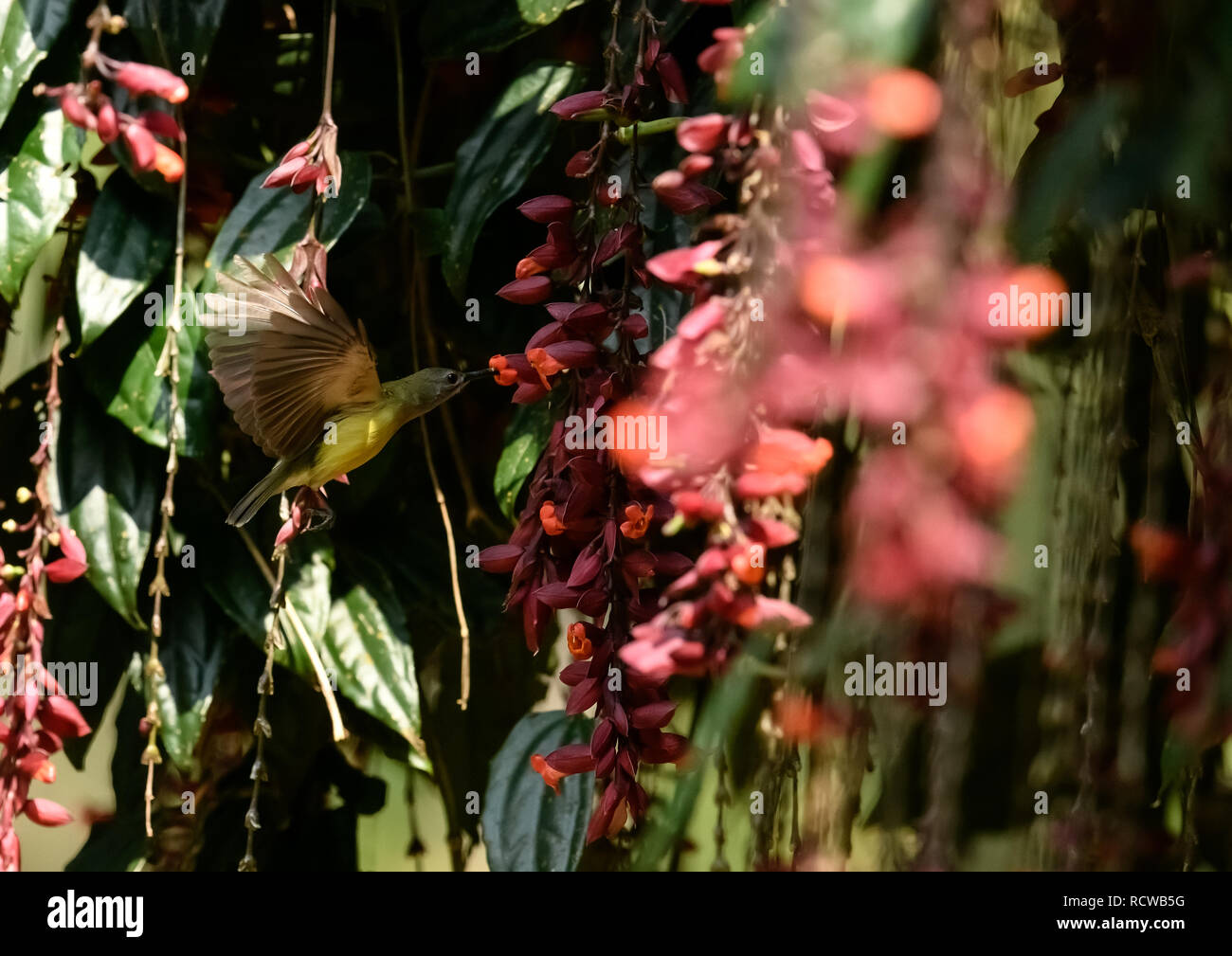 Viola sunbird / Scarlet-backed sunbird dal sud-est asiatico giardini e boschi raccogliendo il nettare da una scarpa per donne fiore Thunbergia mysorensis. Foto Stock