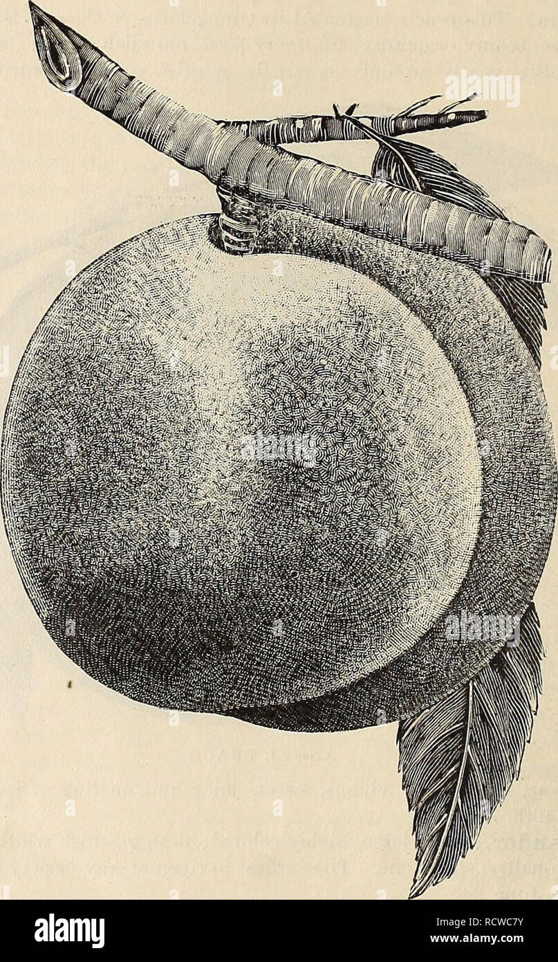 . Catalogo descrittivo e listino prezzi del Glen Santa Maria vivai : stagione del 1892-93. Vivaio Florida Cataloghi Cataloghi di frutta. 14 Catalogo e Listino prezzi di "- Barre' presto.-Piantina della penna a ; assomiglia Bidwell presto in forma; dimensioni da medie a grandi ; appariscenza in apparenza; sub-aderenza. Qualità eccellente; un prolifico bearer. Matura una settimana più tardi di Peen-a. Barre' tardi.-Piantina della penna a ; assomiglia a barre' presto, ma la fa maturare* due settimane più tardi. Qualità eccellente. Climax.-questa è una piantina del miele, che possiede molti dei characteris- tic " del suo genitore, ma è più grande e di un Foto Stock