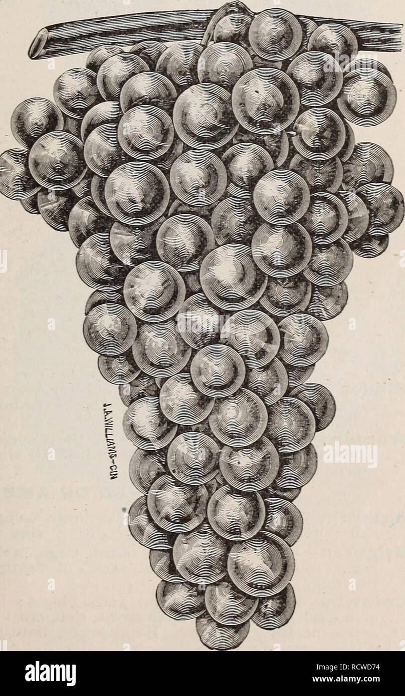 . Catalogo descrittivo di frutta e di alberi ornamentali, sempreverdi, vigne, arbusti, lampadine, ecc. Vivai (orticoltura) Ohio cataloghi; alberi cataloghi; vivaio cataloghi. Di FB J'sua. ORXAMEXTAL alberi ecc. Persimmon, American. Questo rende un bellissimo albero ornamentale ed è tolerably hardy qui. Il frutto, sebbene pungente quando verde, diventa dolce e appetitoso Se permesso di rimanere su ihe albero esposta a gelate precoci. L'uva. Non esiste praticamente un cantiere così piccole, sia nel paese o città che camera per da uno a una dozzina o più di vigneti non può essere trovato. Essi fanno in modo ammirevole il treno Foto Stock