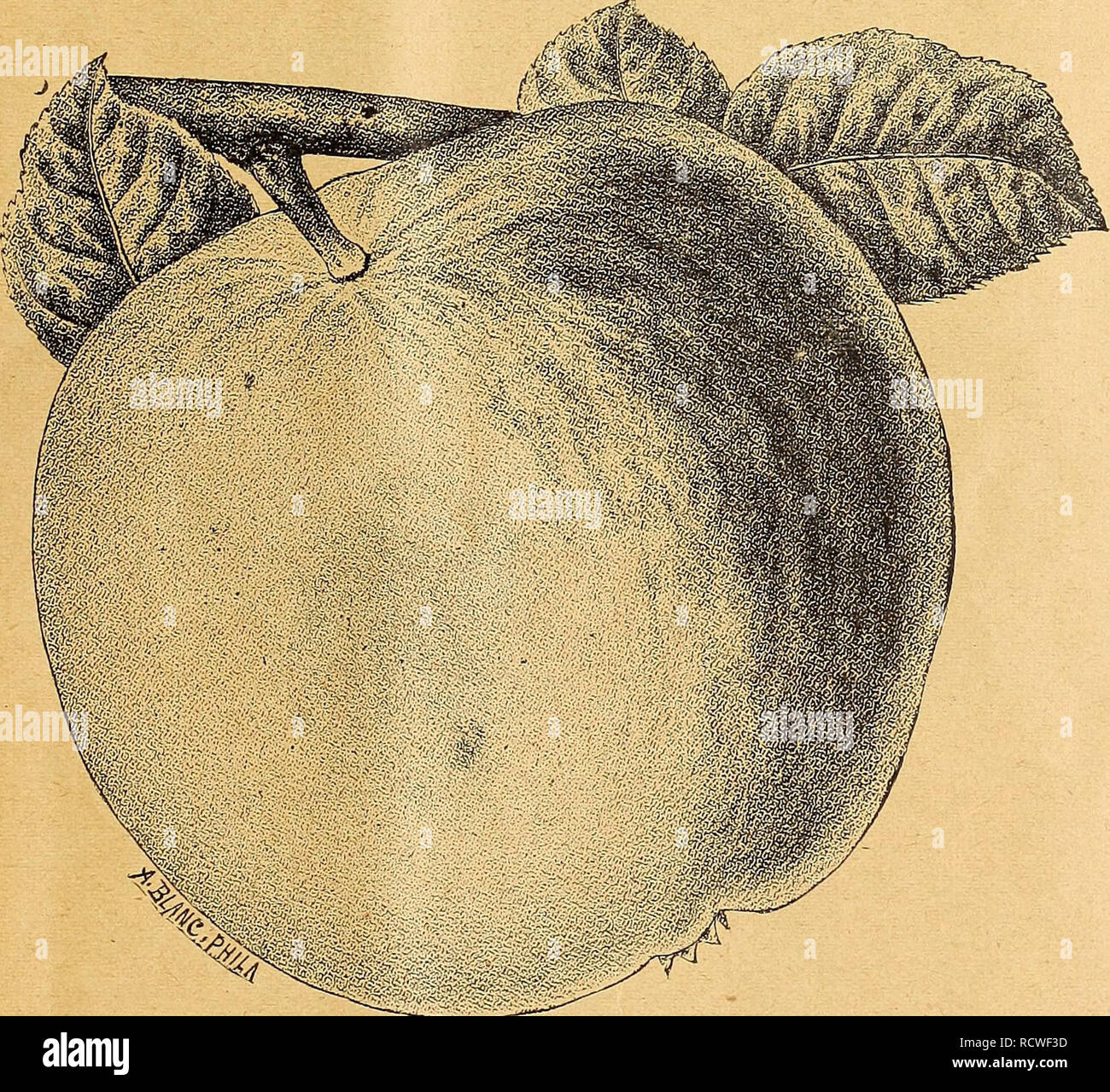 . Catalogo descrittivo di alto grado i semi di alberi da frutta da vivaio e fiori. Vivai (orticoltura) Tennessee Memphis cataloghi; vivaio Tennessee Memphis cataloghi; fiori Tennessee Memphis cataloghi; Verdure Tennessee Memphis cataloghi; frutta Memphis Tennessee cataloghi; GIARDINAGGIO Tennessee Memphis attrezzature e assistenza. OTTO SOHWILL &AMP; CO., SEEDSMEN, Memphis, TENN., stabilito 1869. 11 varietà invernali Ben Davis. Grande, giallo verdolino, strisce di colore rosso cupo; carne bianca, con sub-sapore acido. Twigf nero. Assomiglia in ogni wey il vino Sap, tranne che per il fatto che si tratta di un terzo t Foto Stock
