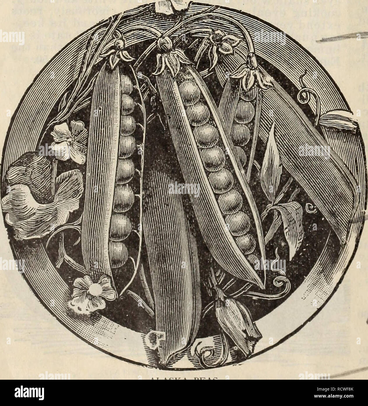 . Catalogo descrittivo : alberi di semi di piante. Alberi cataloghi; fiori cataloghi; semi di ortaggi cataloghi; cataloghi commerciali Texas Fort Worth; alberi; fiori; Verdure; cataloghi commerciali. Nuovo rurale-YORKKR. sacchi sigillati. Pkt. 5 cts., qt. 30 cts., pk.$1.60, bus. $6. Phil adelphia precoce supplementari. Simi- lar per primo e migliore, Pkt. 5 cts., qt. 20 cts., pk. $1.10, buj*:$4.25. ^ Prima e meglio. Smooth-seminate; impianto yielder pesanti. Eccellente per mar- ket. Pkt. 5 cts., qt. 20 cts., pk. |1.25, bus. $4,50. hampion dell'Inghilterra. Una varietà tardiva, molto grande e dolce. Pkt. 5c, qt. 20 cts., pk. $1.10. $4. La Foto Stock