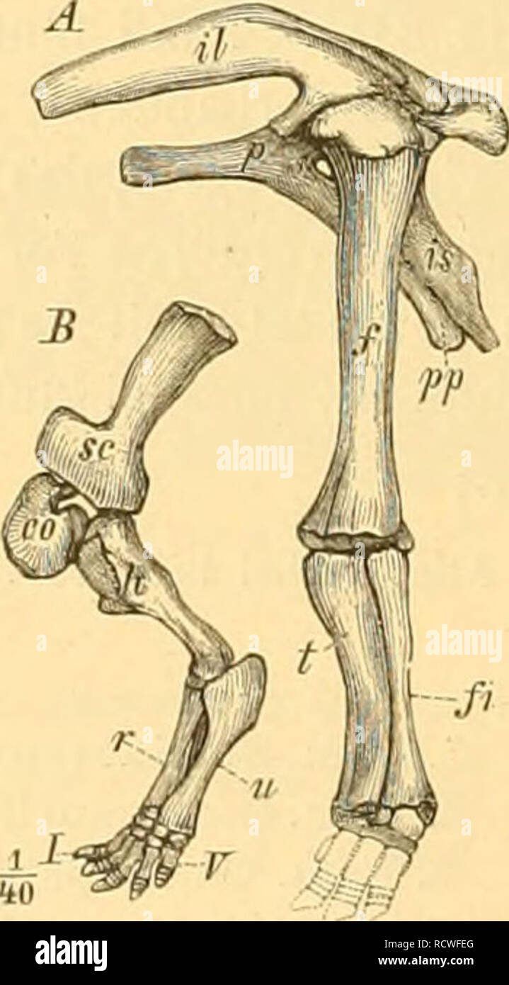 . Elemente der palÃ¤bearbeitet ontologie. Paleontologia. 664 I. Thierreich. Â X. vertebrata. Â 5. Klasse: Sauropsida. Dinosauna. leicht plantigrad. Zahnkrone mit gezahnelten RÃ¤ndern. Lias bis Kreide von Europa. ^ij^lj Seelidosaurus Owen (Fig. 81,3). Â " * Zahnkrone dreieckig mit grol) ge- zÃ¤hnten Randern. Lia. .S'.//Â"(TiSOHf Owen (Fig. 815). Unterer Lias. Dorsetshiie. Fig. 815. Zahn vou Scelidosanrits Harrisoiti Owen. Unterer Lias von Duraetshire. -/I. 2. Fam. Stegosauridae. Ileo (Fig. 816 ;7) mit sehr lan- gem vorderen und hinteren kurzem Fortsatze. Astragalo mit der Tibia verschmol Foto Stock