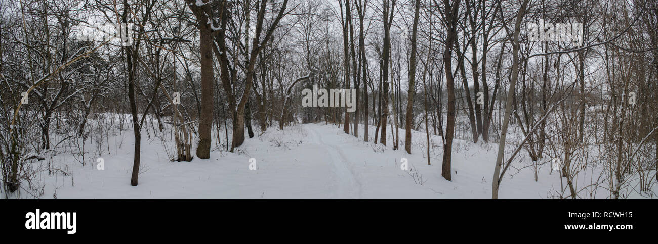 Grande orizzontale panorama invernale sulla strada attraverso il bosco misto Foto Stock