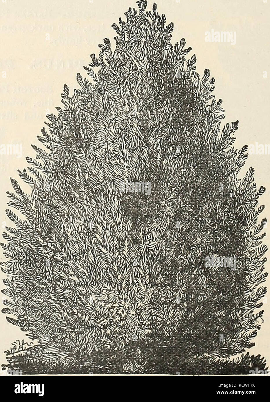 . Catalogo descrittivo della Jewell Vivaio Co. Vivaio Minnesota cataloghi; piante ornamentali, Cataloghi Cataloghi di frutta; fiori cataloghi. 46 IL JEWELL VIVAIO azienda profilo conico, somigliante ad un pilastro del verde; molto auspicabile. J. Sabina. Savin Ginepro.-nana, diffondendo un arbusto, con rami di tallonamento. Vive in terreni più poveri. Molto adatto per lavori di roccia. Questo è il migliore impianto per la bassa attività di copertura che può essere trovata per il Nord-ovest. Esso è il più basso crescente di tutti i sempreverdi-mai raggiungere una quota maggiore di quattro o cinque metri. Il fogliame è di un ricco di verde scuro, verj Foto Stock