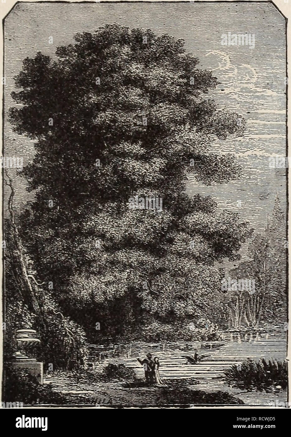 . Catalogo descrittivo di alberi, arbusti, vigne e piante di ombrosi Hill vivai. Vivai (orticoltura) Massachusetts Cambridge cataloghi; alberi piantine cataloghi; alberi da frutto piantine cataloghi; fiori cataloghi. 29 ciascuna. 10 Fraxinus Alba. Cenere bianca. Il nostro nobile nativo di cenere. 10 ft $ 0,75 $5.00 12 '* 1.00 9.00. Americano bianco di cenere. Peildula. (Vedere " pianto Alberi.") Lentiscifolia. Tagliare la cenere di foglia. Una rara ed elegante struttura di prato. 6 ft. Bellissimi esemplari 1,50 8 " F " 2.00 Golden lasciato. Scelta, 10 ft 2.00 Ornus. L'orniello. Guarda come la frangia di bianco, in foglie e fiori Foto Stock