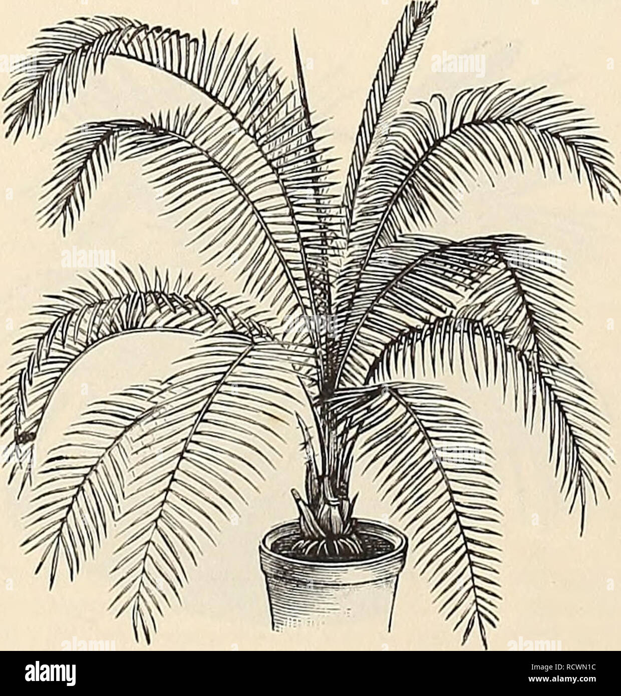 . Catalogo descrittivo e listino prezzi : tropicali e semi-tropicali, alberi da frutta, palme, piante ornamentali, orchidee e piante in serra. Vivai (orticoltura) Florida cataloghi; raccolti tropicali cataloghi; alberi da frutto piantine cataloghi; alberi piantine cataloghi; piante ornamentali, cataloghi. 28 E. D. HOYT, Seven Oaks vivai, BAY VIEW, Florida. LATANIA, ha continuato. Li. Commersonii. Questo e i due seguenti specie comprendono tutto il genere di vera Latanias ; essi sono eleganti fern-lasciava palme, nativo di Mauri- Maurizio ; questa specie è molto distinto ; le foglie sono profondamente divisi, il segmen Foto Stock