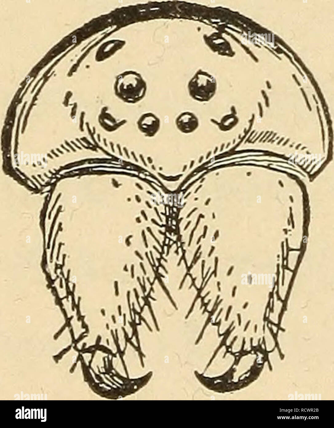 . Zoologia elementari. Zoologia. Fig. 92.-Il cane o legno tick, Dermacentoi' un?7ierica?ius maschio, il più comune tick gli Stati settentrionali. (Dopo la Osborn.) fluisce attraverso la cavità fang e fuori in corrispondenza della sua punta. Le gambe variano in lunghezza relativa in diversi ragni, e ciascuno di essi è costituito da sette articolazioni. Le filiere (fig. 94), che sono situate in corrispondenza della punta dell'addome, sono in numero di sei (pochi ragni hanno solo 4), e sono come piccole dita breve. Essi hanno a loro suggerimenti molte belle Fig. 93.-La piccola filatura-tubi da ciascuno dei quali un occhi e ganasce, ^ne sjjken thread problemi quando il ragno Foto Stock