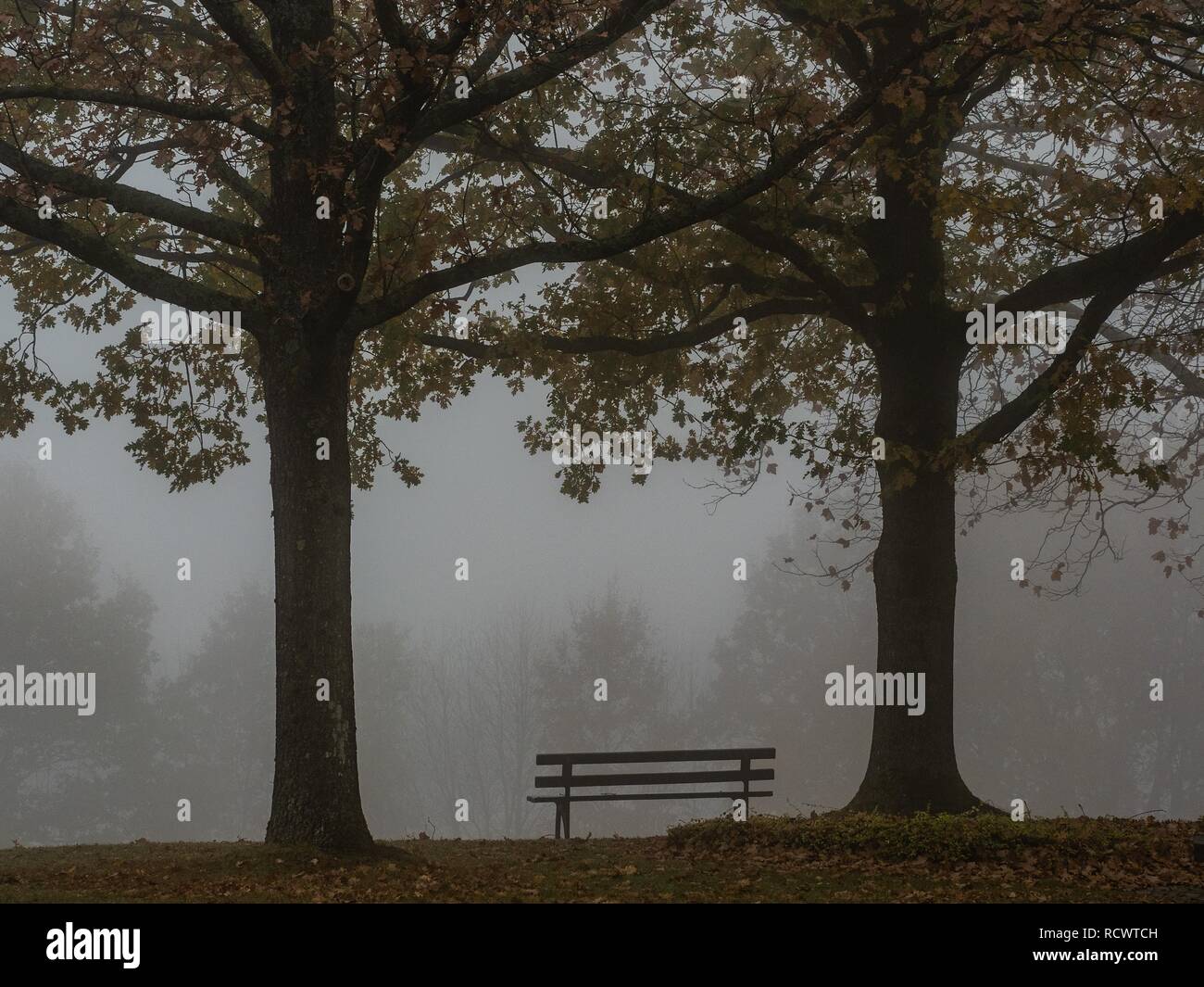 Banca tra due alberi, pace, silenzio, nebbia, autunno, Rebland, Sinzheim, Baden-Baden, Germania Foto Stock