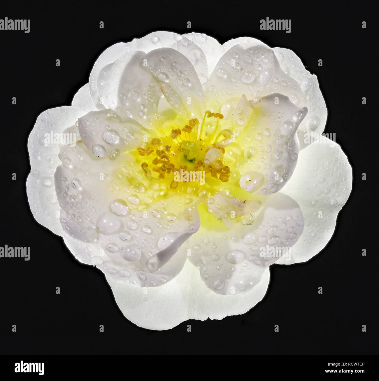 White Rose fiore di rugiada, St.Veit, Austria Inferiore, Austria Foto Stock