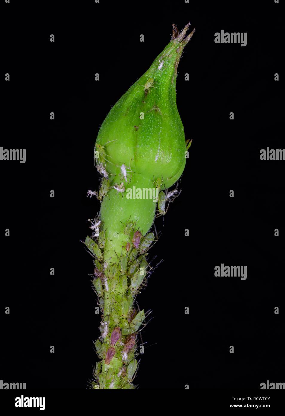 Bocciolo di rosa con Afidi (Aphidoidea), focus pila, Austria Inferiore, Austria Foto Stock