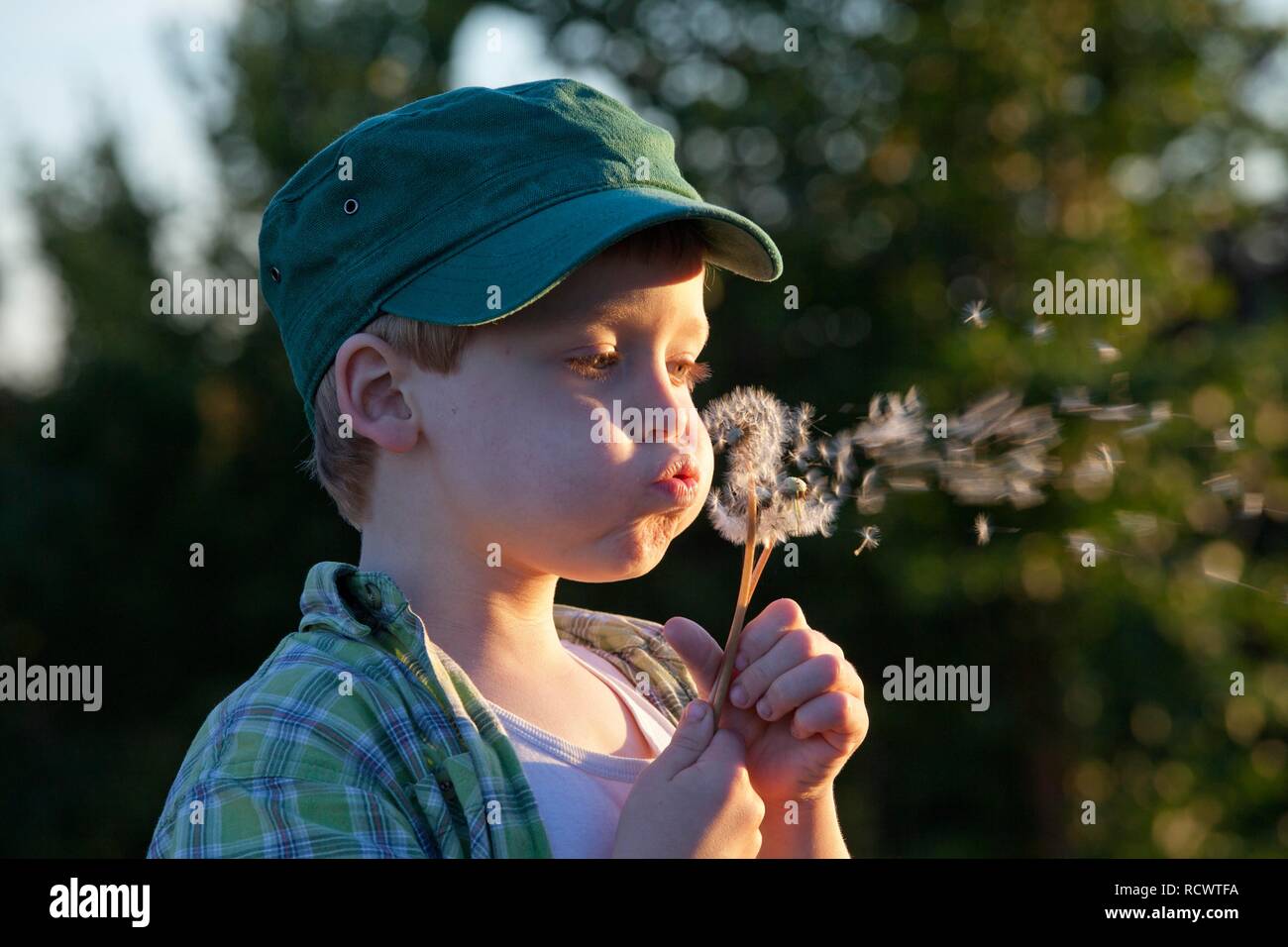 Little Boy soffiando tarassaco orologi, Hohnstorf, Bassa Sassonia Foto Stock