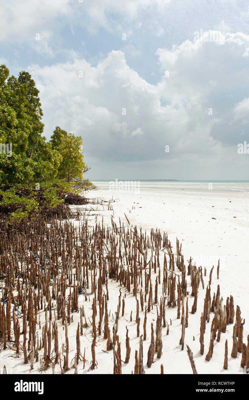 Mangrove, foresta, tree (Rhizophora), stilt radici, Michanwi Bay Beach, Jozani-Chwaka-Bay National Park, Zanzibar, Tanzania Foto Stock