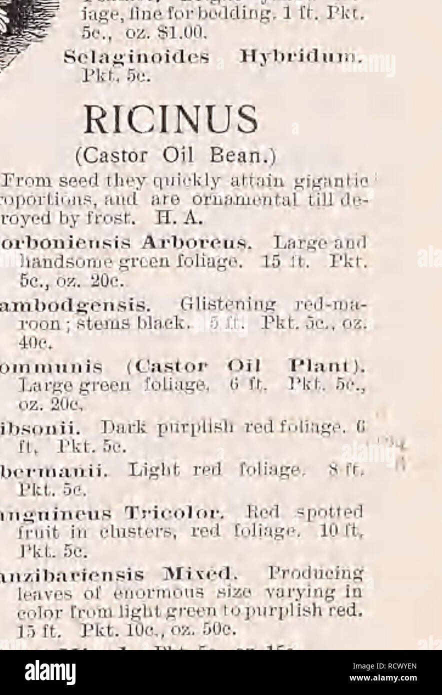 . Catalogo descrittivo di verdure, fiori e semi di fattoria. Vivai (orticoltura); vivaio; semi; lampadine (piante); GIARDINAGGIO; attrezzature e forniture; biancheria piante; Weeber &AMP; Don. La salvia SrLKJIDEXS ROCKET Sweefc, uno molto interessante, usefid e free-pianta flowering. Fioritura precoce, resta bello per un lungo la calce in letti, nastri, ecc. H. P. migliori misto, iy. Esso. Pkf.5e.,oz. 20e. ROSA HYBRI DA G R A N tf I - FLORA (ibrido perpetuo rose). "Produrranno piante fiorite in circa sei mesi dal momento della semina. Essi sono perfettamente hardy, doppie e molto profumati. Pkt. 50c Foto Stock