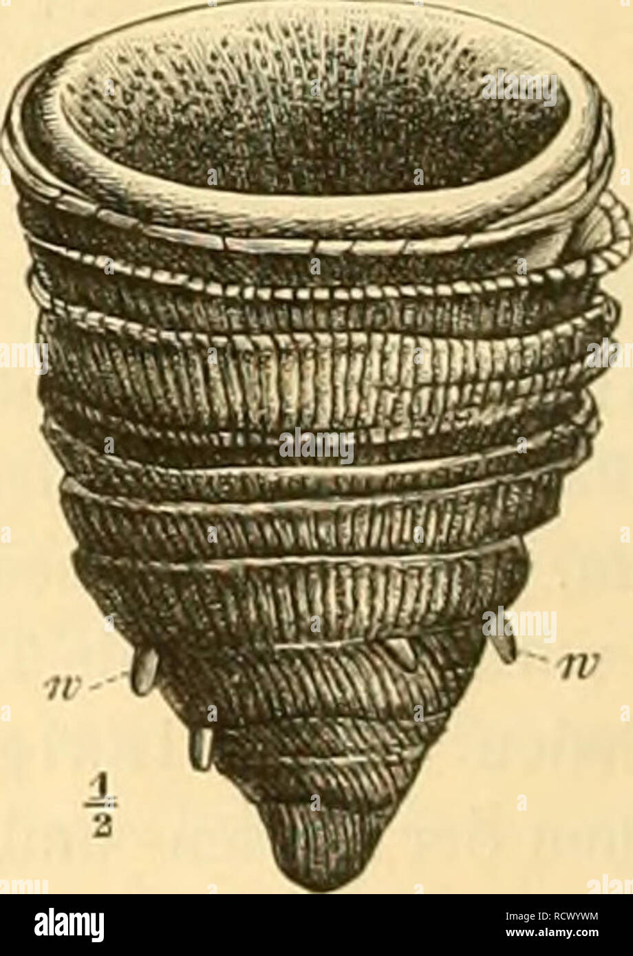 . Elemente der paläontologie bearbeitet. Paleontologia. Fig. 101. Cffailiophi/UHm Iieliauthoides Gf. Mitteldevou. Eifel. Ein zusammengesetzter Stock.. Fig. 102. Omphyma siihturhinata d'Orb. sp, Obersilur. Insel Gothland. w = wur- zelförmige Auhünge der Epithel:. zur Mitte des Kelches reichenden Septen. Der mittlere Raum des Kelches wird von Böden, der peripherische von Endothek erfüllt (vgl. Fig. 103 - Zaphrentis). Im Silur, Devon und in der Steinkohlenformation, vorzüg- lich aber im Obersilur und Devon in zahlreichen Arten verbreitet und dort ganze Schichtenconiplexe erfüllend Eifel).. Si prega di Foto Stock