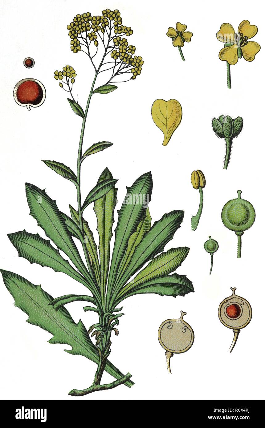 Cesto di oro, Goldentuft alyssum (Aurinia saxatilis), medicinali e piante utili, chromolithography, 1880 Foto Stock