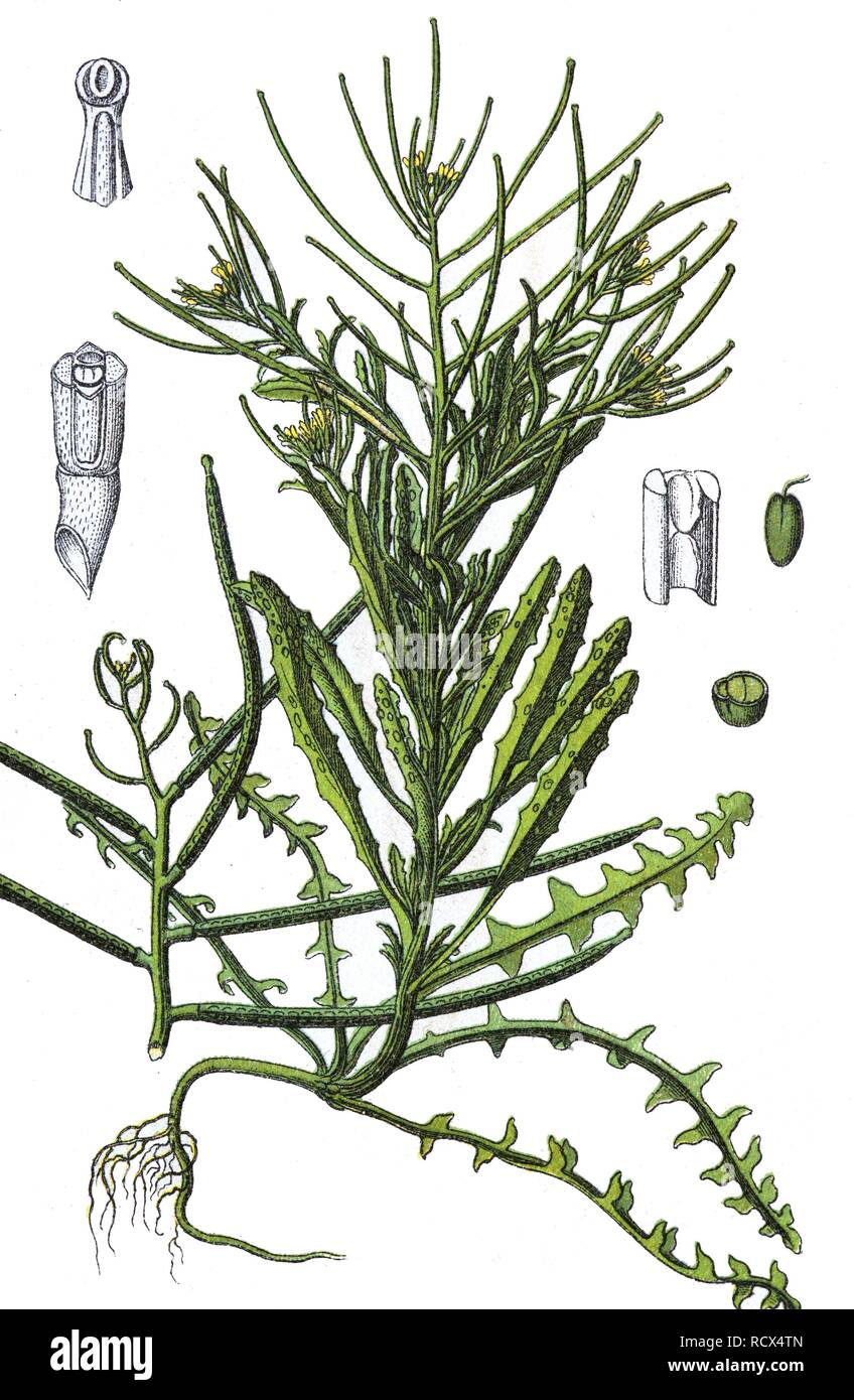 Diffusione violaciocca, violaciocca cespuglioso o sciroppo di melassa di senape (Erysimum repandum), medicinali e piante utili, chromolithography Foto Stock