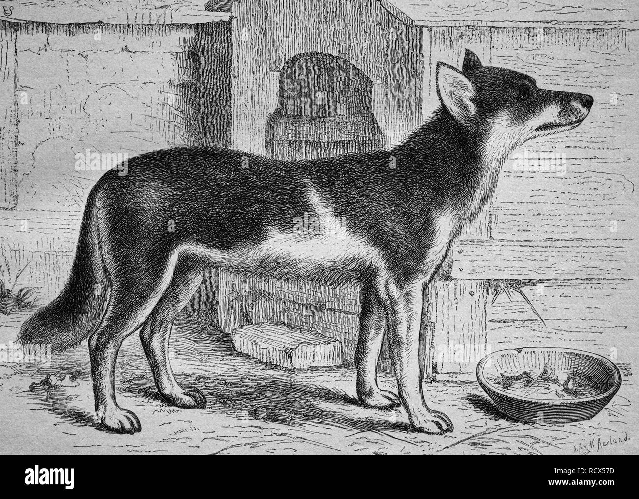 Chukchi Laika, Husky Sled Dog, xilografia, storica incisione, 1882 Foto Stock