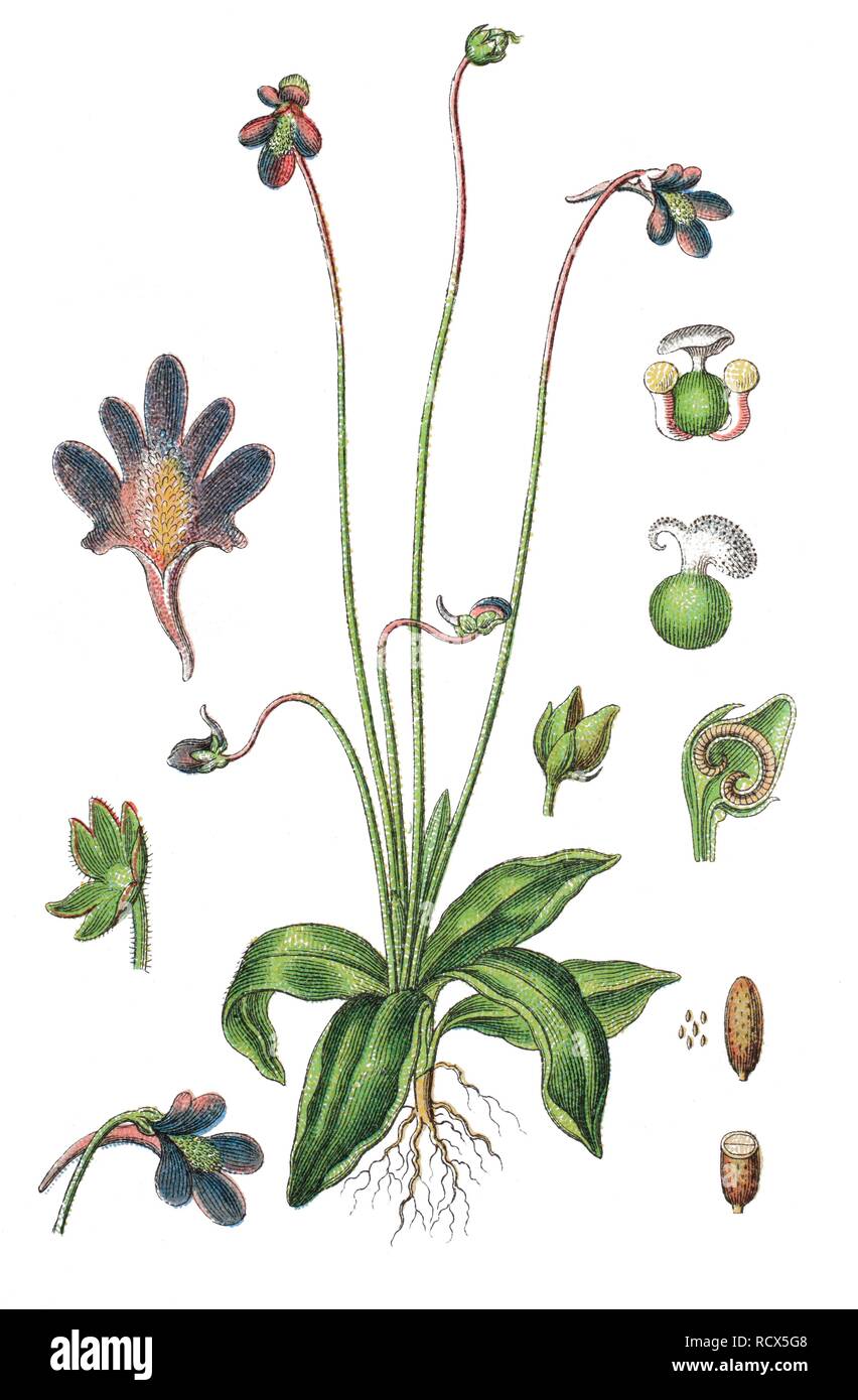 Comune (butterwort Pinguicula vulgaris), pianta medicinale, pianta utile, chromolithography, 1888 Foto Stock
