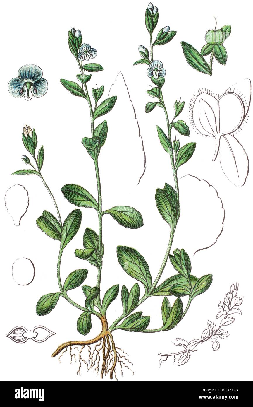 Thymeleaf o timo-lasciava speedwell (Veronica serpyllifolia), chromolithography, 1888 Foto Stock