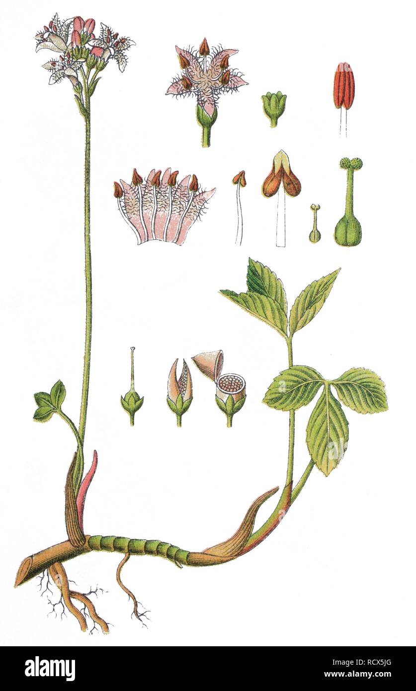 Bog-bean, o Buckbean (Menyanthes trifoliata), pianta medicinale, pianta utile, chromolithography, 1888 Foto Stock