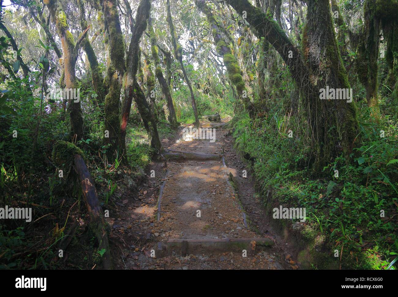 Machame Route, inizio della salita del Monte Kilimanjaro attraverso la foresta pluviale tropicale, Tanzania Africa Foto Stock