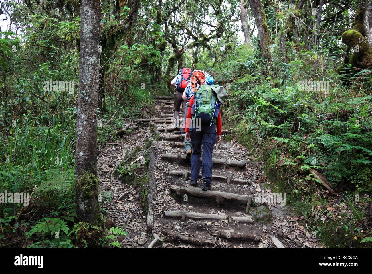 Machame Route, inizio della salita del Monte Kilimanjaro attraverso la foresta pluviale tropicale, Tanzania Africa Foto Stock