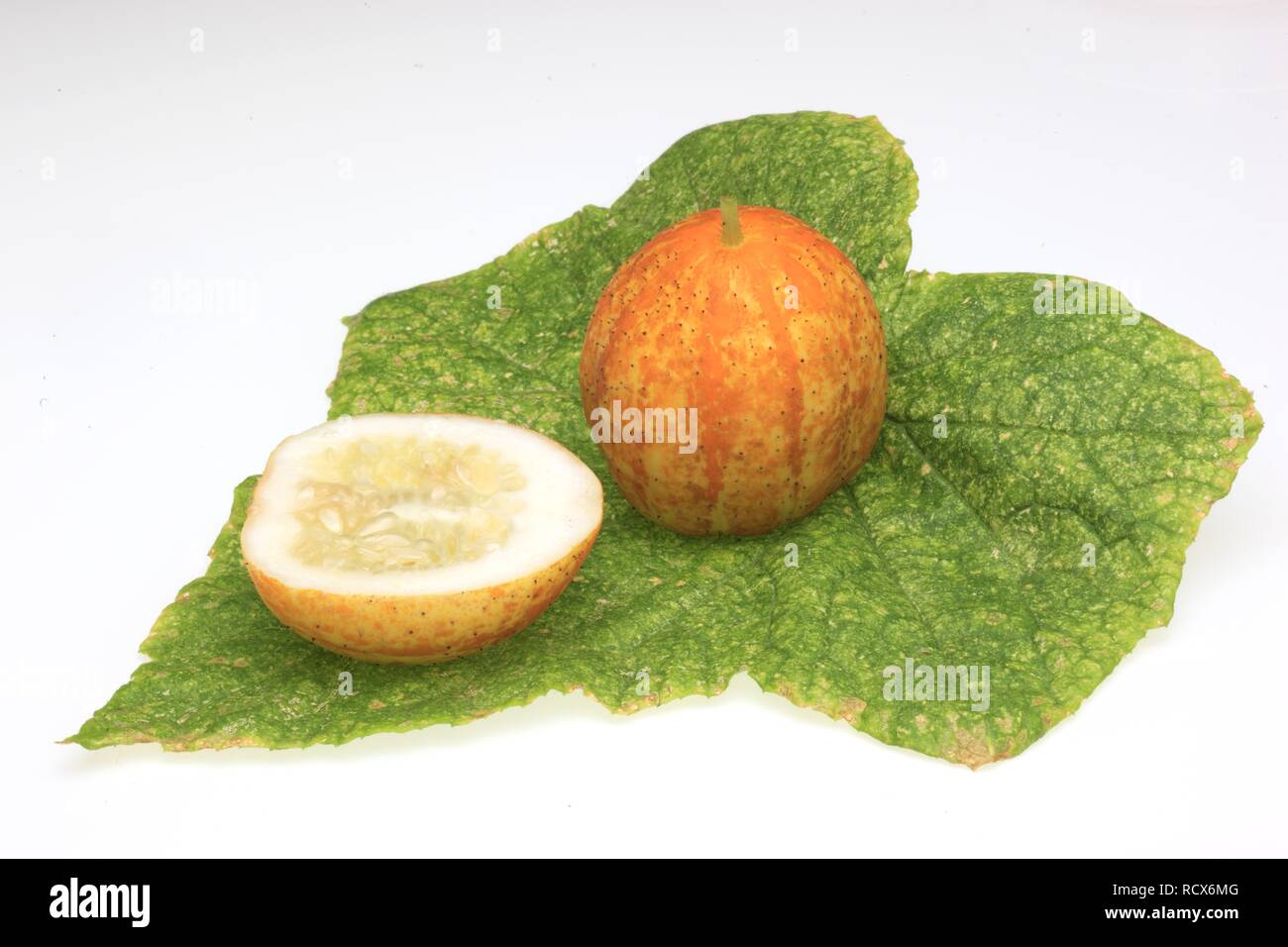 Limone cetriolo Cucumis sativus limone) Foto Stock