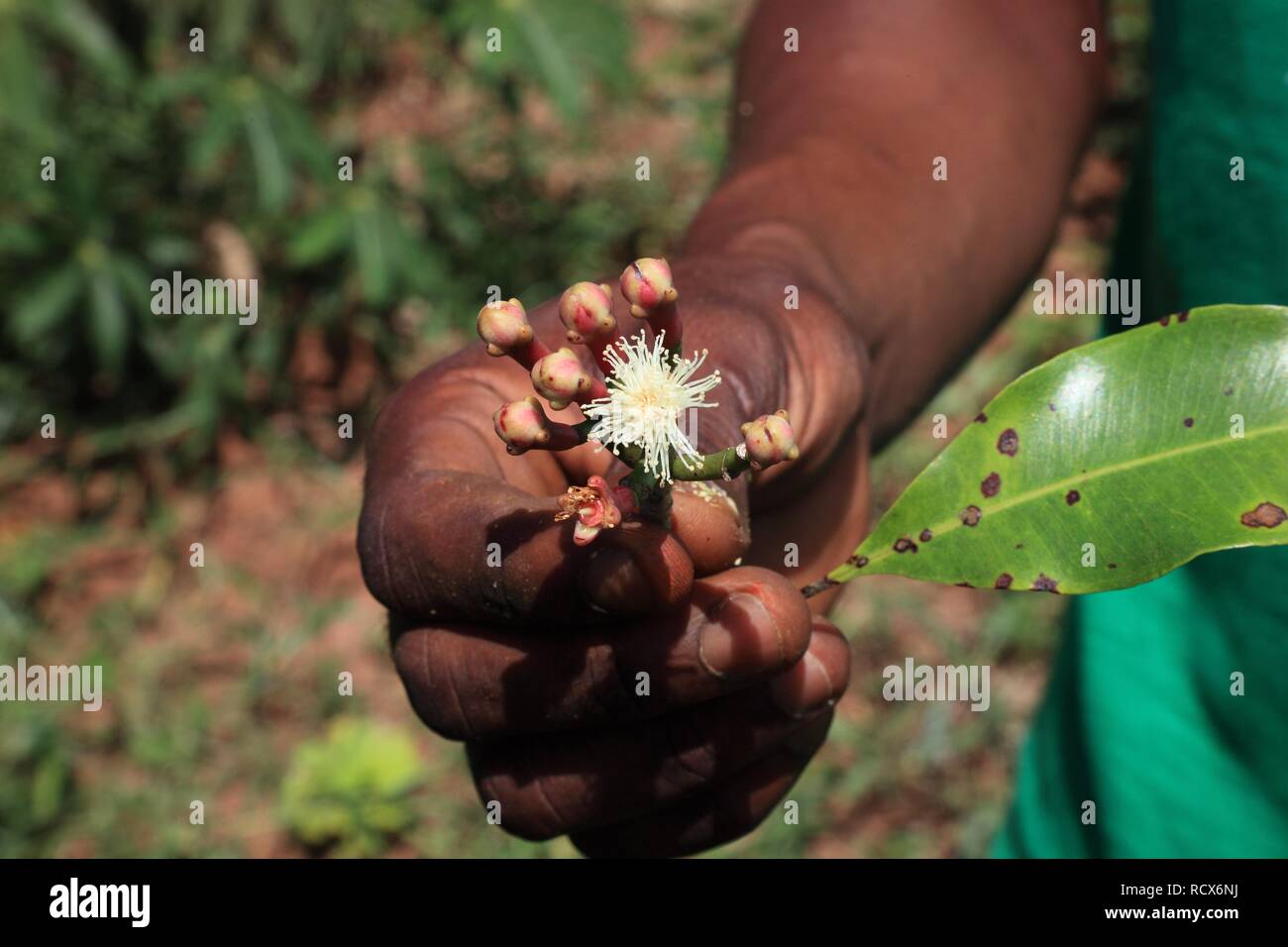 Mano che regge un fiore di chiodi di garofano (Syzygium aromaticum), Zanzibar, Tanzania Africa Foto Stock