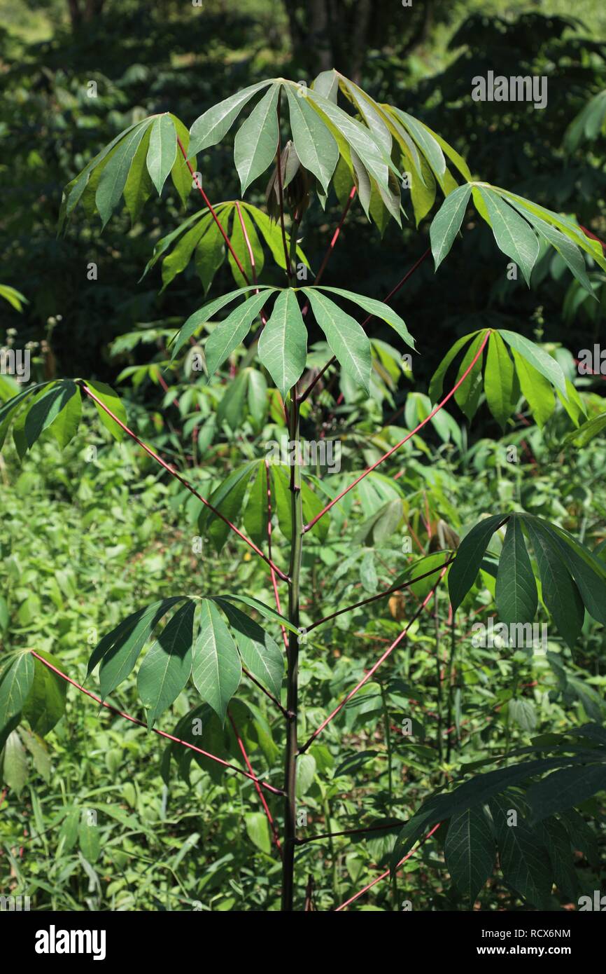 Radici di manioca o manioca (Manihot esculenta), Zanzibar, Tanzania Africa Foto Stock