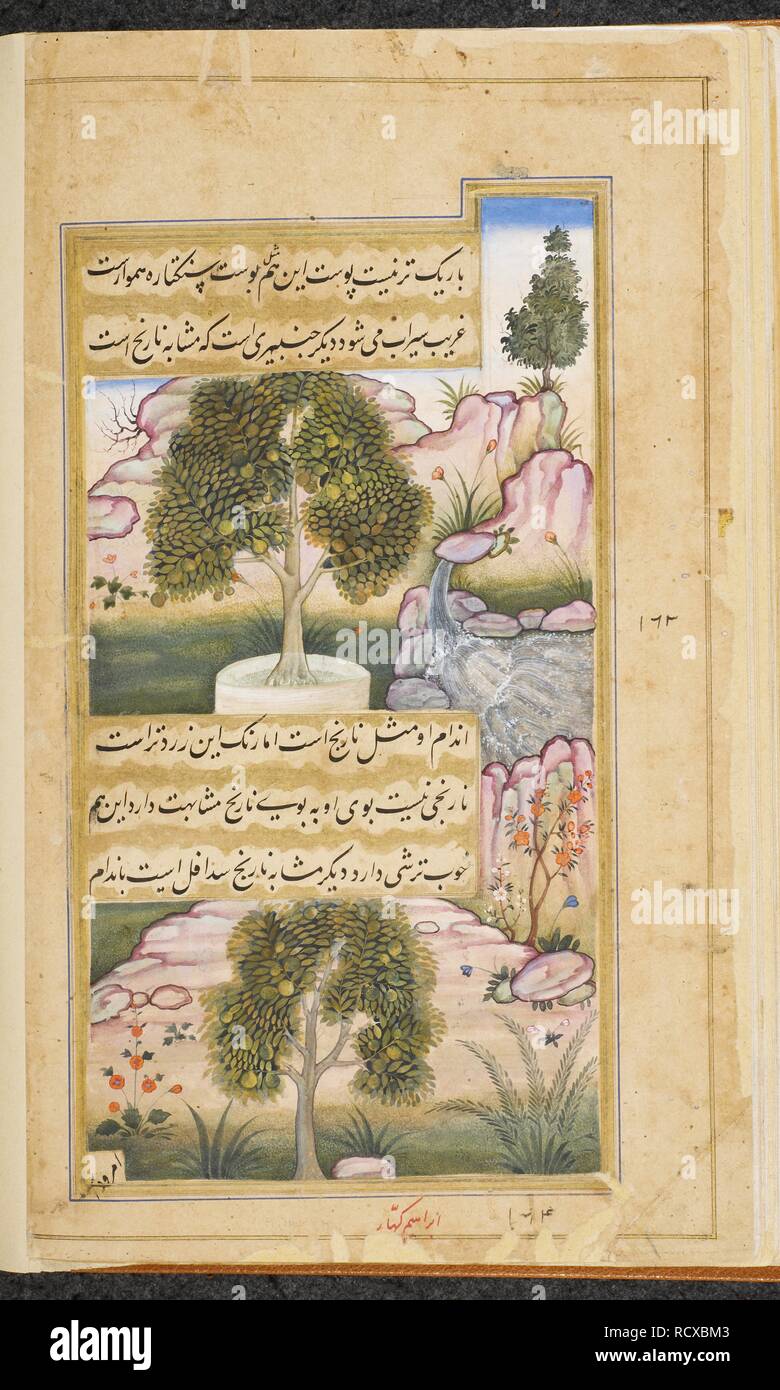 (Sopra). Lime (‘Citrus medica limonum’) (sotto). €˜Sadafal’, un tipo di arancio dolce (‘citrus decumana pyriformis’). Vaki"a-i Baburi, le memorie di Babur, tradotto dall'originale Turki da Mirza 'Abd al-Rahim Khan-ho khanan. E un centinaio di quaranta tre miniature (principalmente con attribuzioni). c.1590. Acquerello opaco. Stile Mughal;/Mughal Akbar stile. Fonte: o. 3714 Vol.4 f.405v. Autore: Ibrahim Qahhar. Foto Stock (Sopra). Lime (‘Citrus medica limonum’) (sotto). €˜Sadafal’, un tipo di arancio dolce (‘citrus decumana pyriformis’). Vaki"a-i Baburi, le memorie di Babur, tradotto dall'originale Turki da Mirza 'Abd al-Rahim Khan-ho khanan. E un centinaio di quaranta tre miniature (principalmente con attribuzioni). c.1590. Acquerello opaco. Stile Mughal;/Mughal Akbar stile. Fonte: o. 3714 Vol.4 f.405v. Autore: Ibrahim Qahhar. Foto Stock