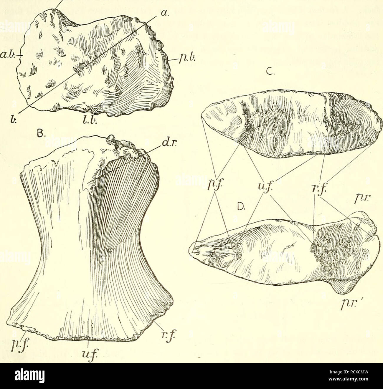 . Un catalogo descrittivo dei rettili marini della Oxford argilla. Basato sulla collezione di Leeds nel British Museum di storia naturale), Londra ... Rettili fossili. 52 MAEINE EEPTILES DELL'ARGILLA OXFOED. dell'estremità prossimale che è contrassegnate LB. Nella figura, Avill essere quasi verticale e pM. andranno a formare il bordo superiore, il quale è leggermente arcuata e rende un angolo un po' di testo-fig. 36. d.v A.. A sinistra di liumerus Oplitlmhnosaurus : una estremità prossimale: B, (ventrale palmar) lato: C, estremità distale; d'estremità distale di un altro esempio che mostra le sporgenze preaxial. (A-C, E. 2134; D, E. 2160 : tutti i j nat. si Foto Stock