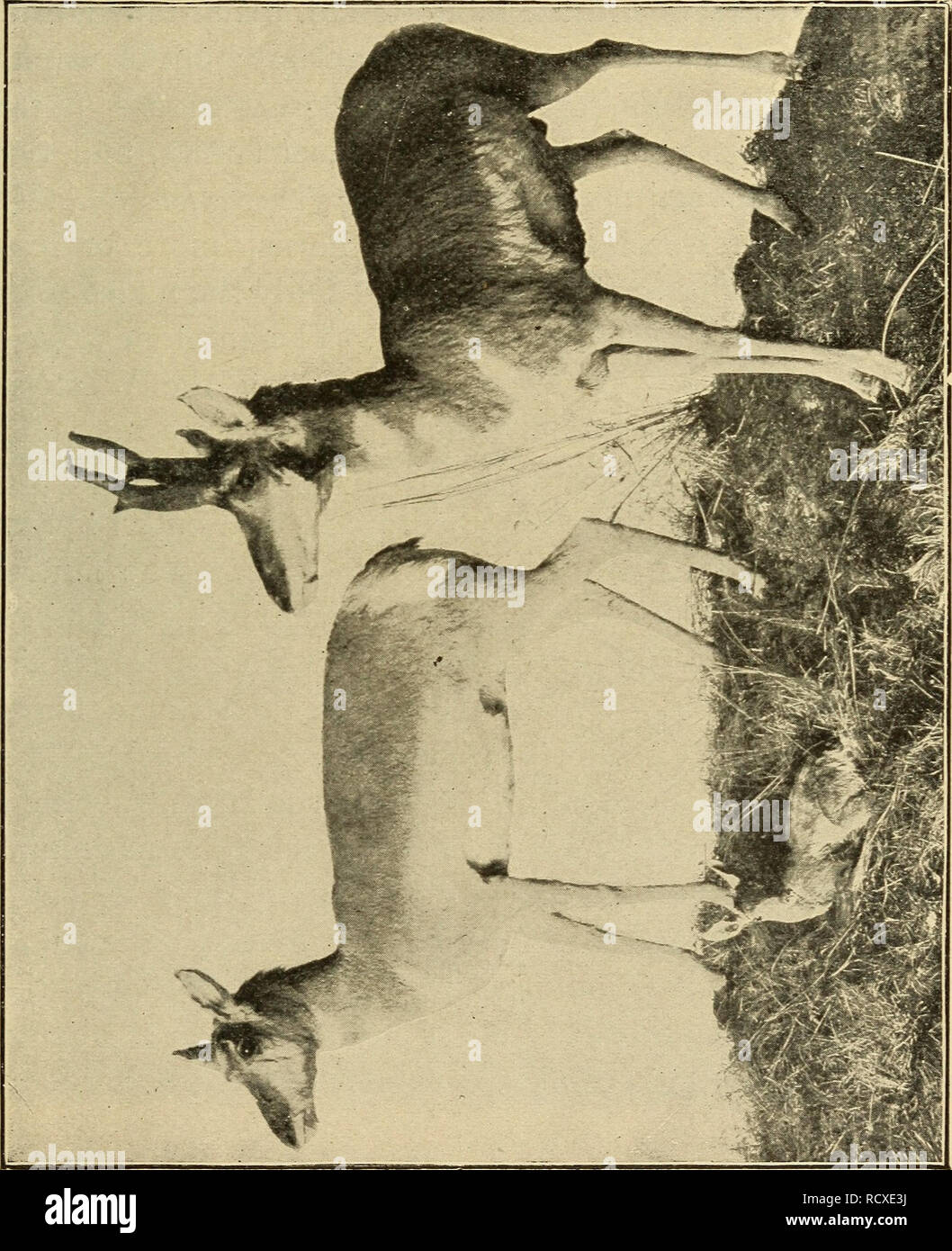 . Zoologia elementari. Zoologia. Corda di diramazione A: classe Mammalia 395 cammelli, suini e ippopotami. Il Artiodactyls com- prise due gruppi, i ruminanti e non ruminanti. Tutti i nativi di Ungulata dei nostri Stati del Nord appartengono ai ruminanti, così chiamato a causa della loro abitudine di masticare un cud. Un primo di ruminanti preme il suo cibo in una sfera, rondini in un particolare di una delle divisioni del suo quattro-chambered dello stomaco e più tardi regurgitates in. Si prega di notare che queste immagini vengono estratte dalla pagina sottoposta a scansione di immagini che possono essere state migliorate digitalmente per la leggibilità - colorazione e Foto Stock