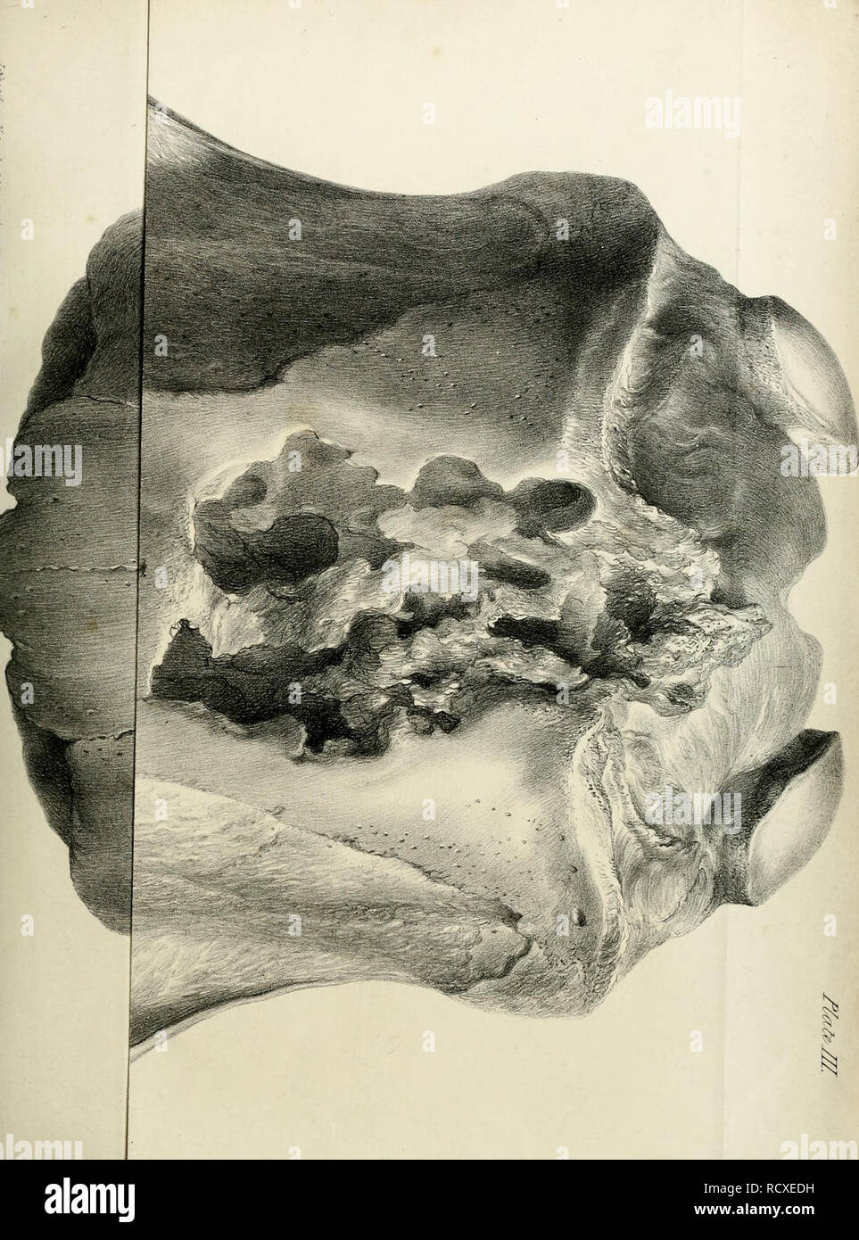 . Descrizione dello scheletro di un gigantesco estinto Bradipo, Mylodon robustus, Owen, con osservazioni su ... Megatherioid quadrupedi in generale. . ^ ^ b. Si prega di notare che queste immagini vengono estratte dalla pagina sottoposta a scansione di immagini che possono essere state migliorate digitalmente per la leggibilità - Colorazione e aspetto di queste illustrazioni potrebbero non perfettamente assomigliano al lavoro originale. Owen, Richard. Londra Foto Stock