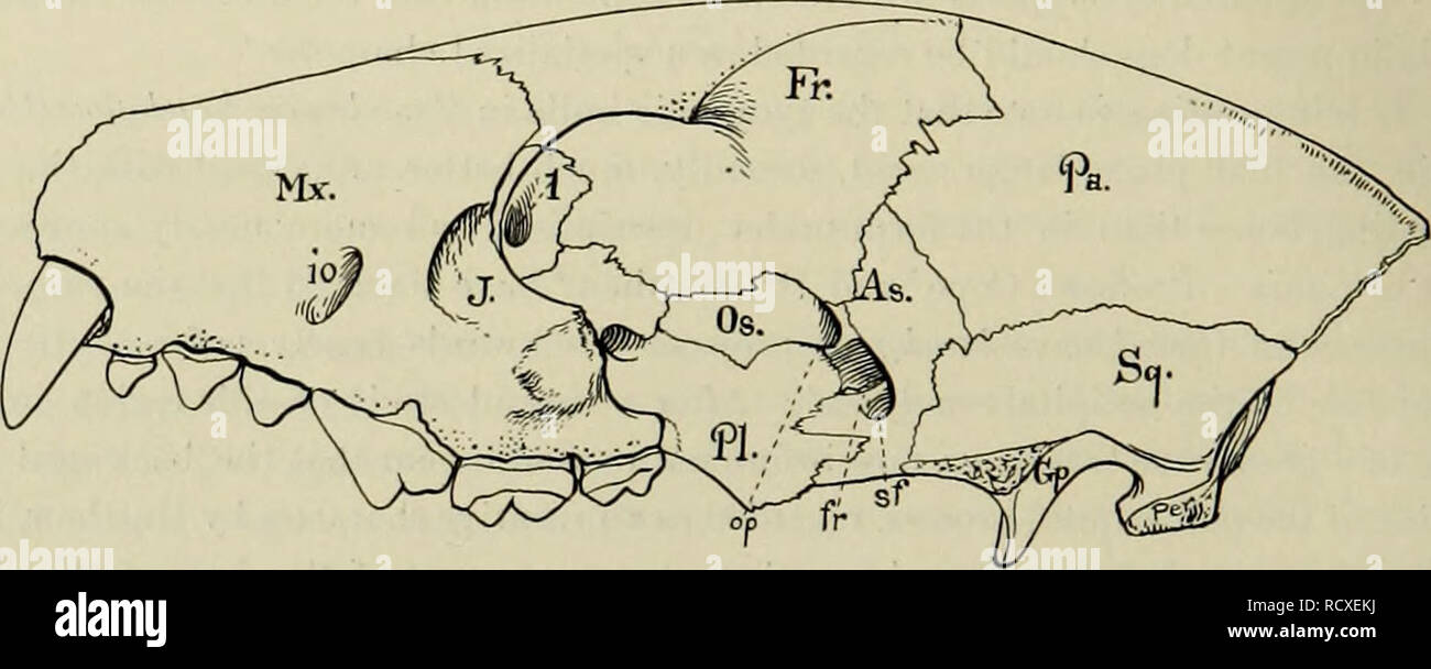 . Descrizione del nuovo carnivori da Miocene di western Nebraska. Carnivora, fossile; Paleontologia; Paleontologia. 210 memorie del museo CARNEOIE nel tipo sotto descrizione il numero maggiore dei meati che si sono ben pre- servito. Ad eccezione della posizione più interna delle sedi stylomastoid- uomini8 e leggermente più anteriormente posto foramen opticum, la dimensione e la posizione dei meati che si sono abbastanza simili a quelle del Canis, che è ben illustrato nella piastra LXXV. La posizione più interna del forame stylomastoid è dovuta al grande sviluppo di mastoide process Foto Stock