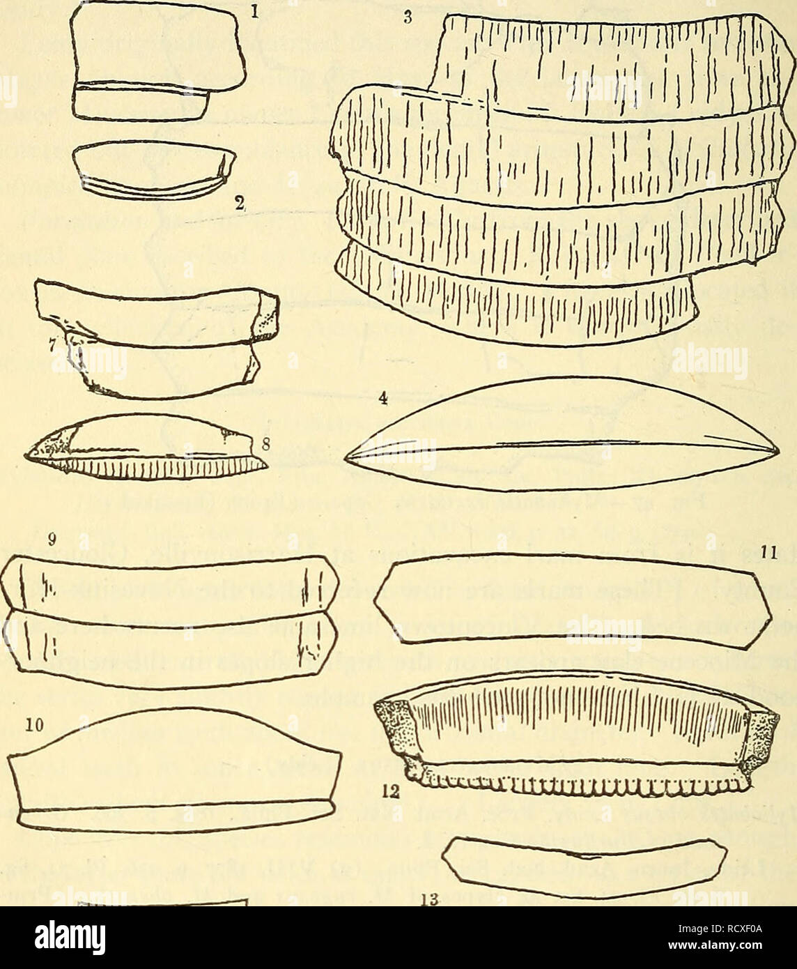 . Una descrizione dei pesci fossili rimane del Cretaceo, Eocene e Miocene formazioni del New Jersey. Pesci fossili; Paleontologia, Geologia. 94 cretaceo e terziari di pesce. Al primo leggermente convessi posteriori fino al posteriore sono abbastanza convessa. Ver- tical diametro mediano di denti circa cinque in diametro orizzontale, le loro superfici con di solito distinte trasversale o wrin verticale- kles o quasi liscia. Lunghezza (larghezza) 59 mm.. ^^ Fig. 48.-Myliobatis obesiis (Leidy). 1-2, Monmouth Co. (Abbott) ; 3-4, Nuovo Egitto (Conrad) (tipo di Myliobates rugoso Leidy) ; *5-6, Farming- dale; 7-8, Pemberton (Budd) ; Foto Stock