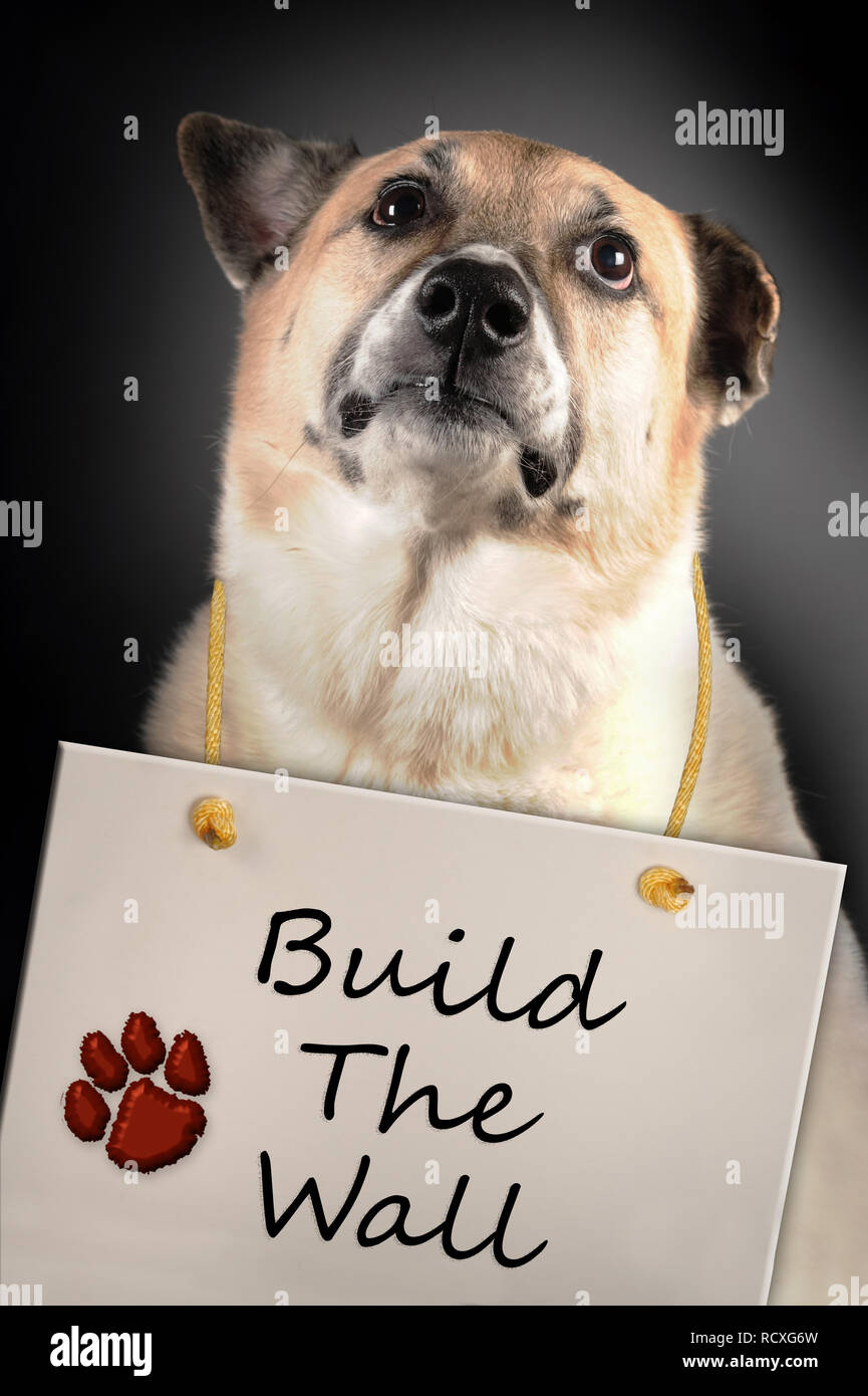 Cute cane desidera America per costruire il muro. Foto Stock
