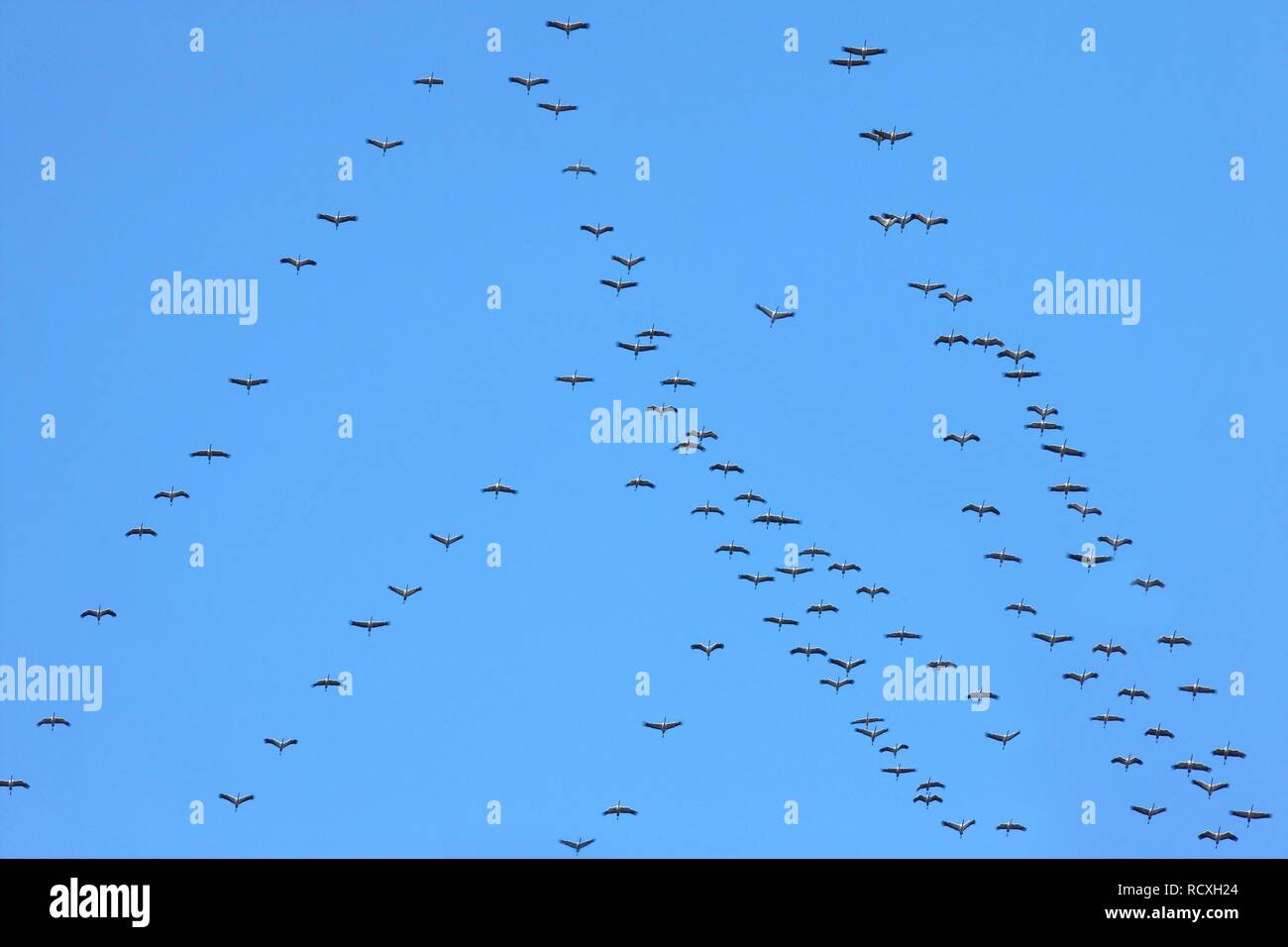 Gru (grus grus), sul loro modo di i motivi di svernamento, uccelli migratori, volare in formazione di Gelsenkirchen Foto Stock